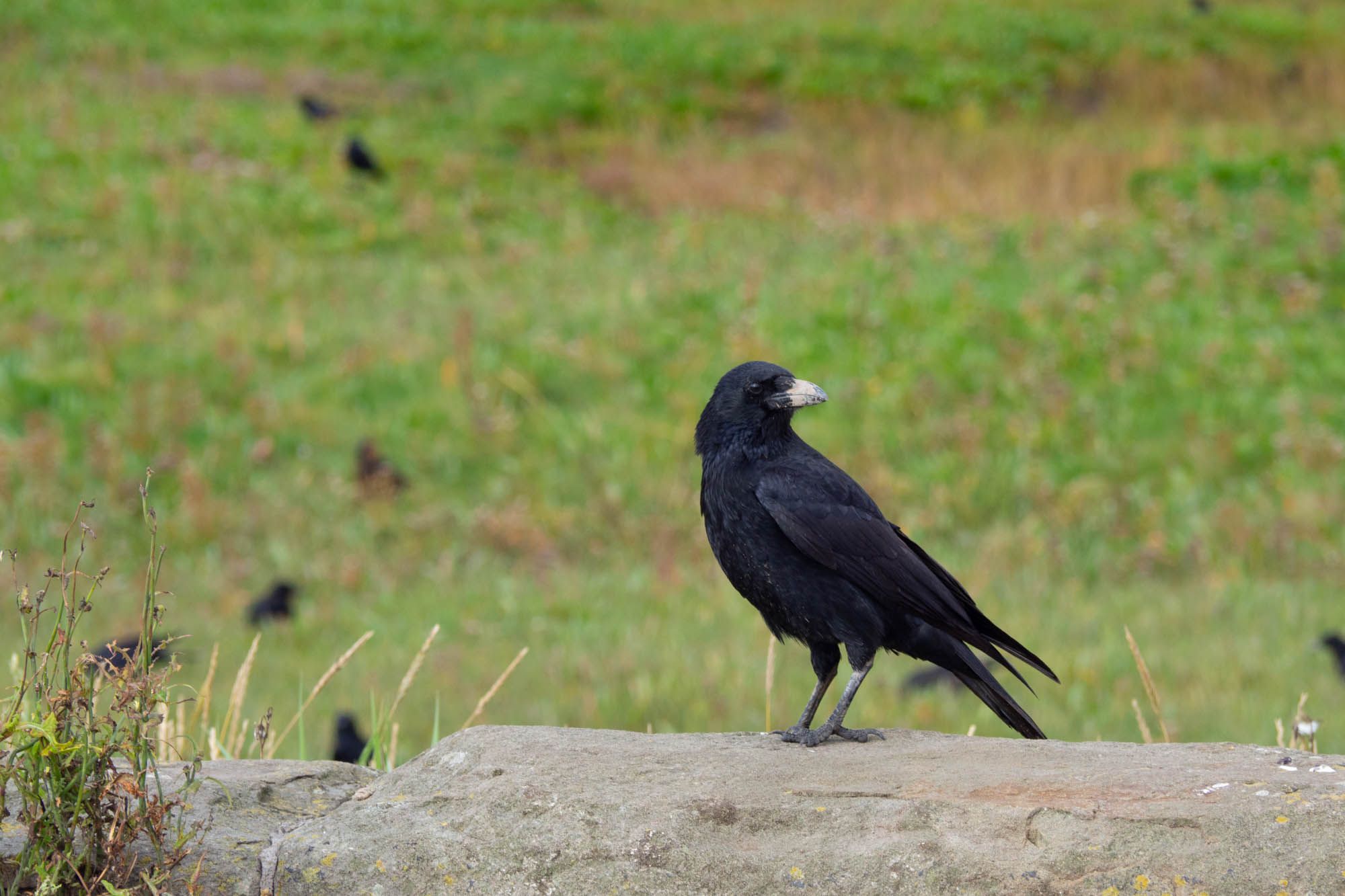 a crow on a wall, there's dry mud on their beak making it look grey