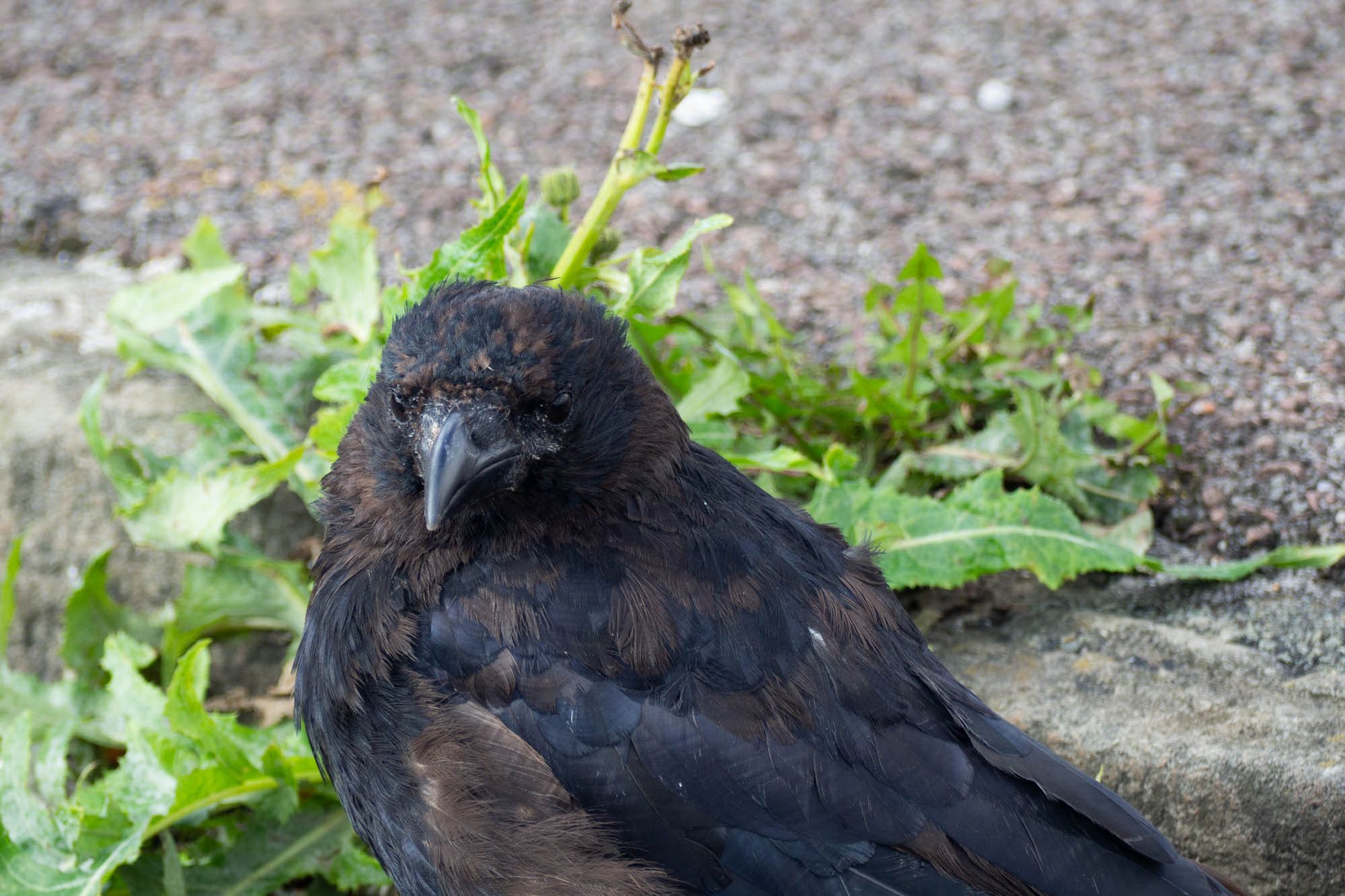 a scruffy looking crow looking towards the camera