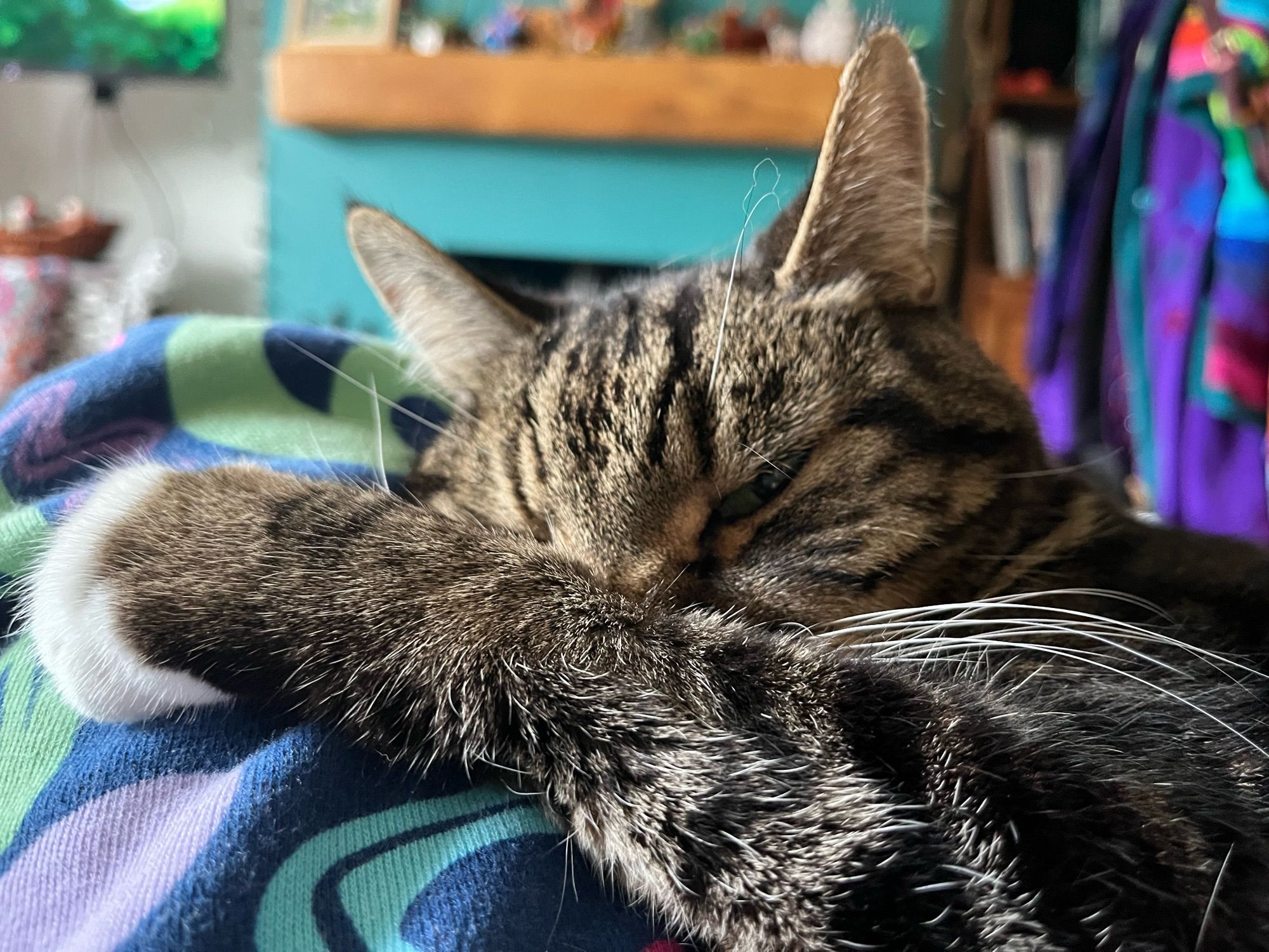 A tabby cat hiding his face with his leg