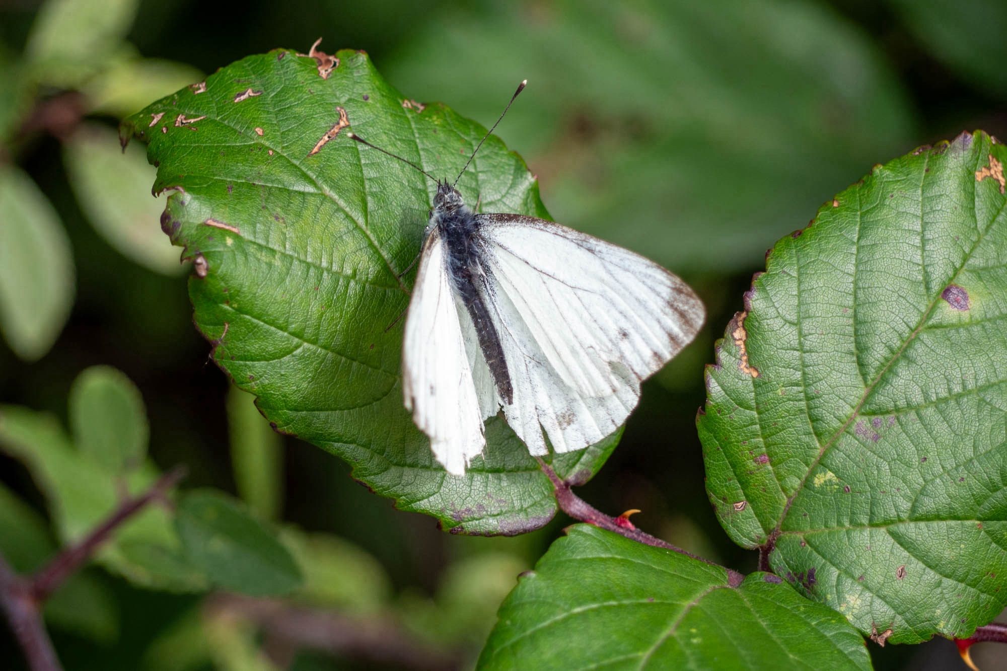 A green veined white butterfly on a bramble leaf