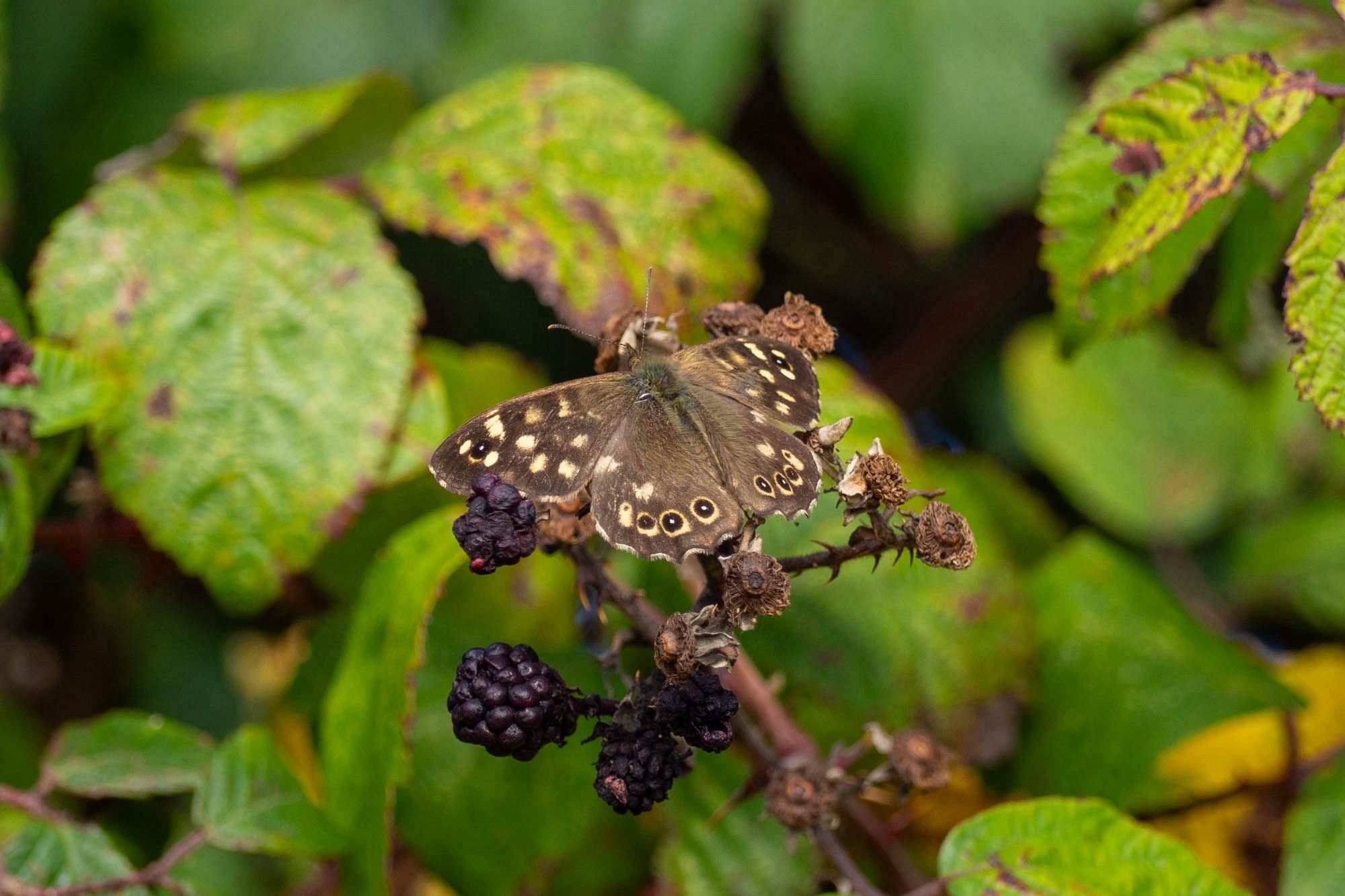 A speckled wood butterfly on some brambles