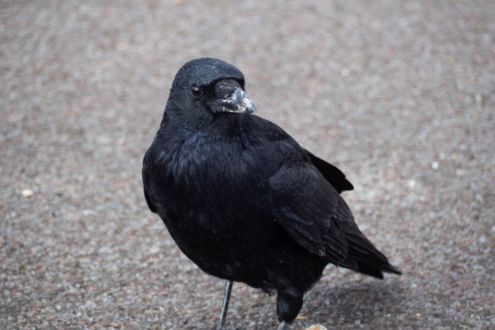 a crow with a muddy beak