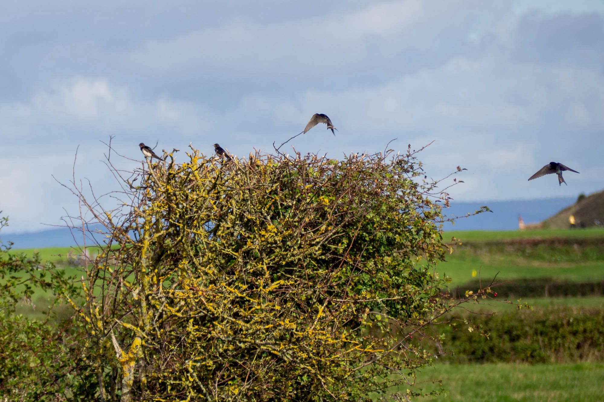 A bit of hedge with two barn swallows perched on and two swallows flying above