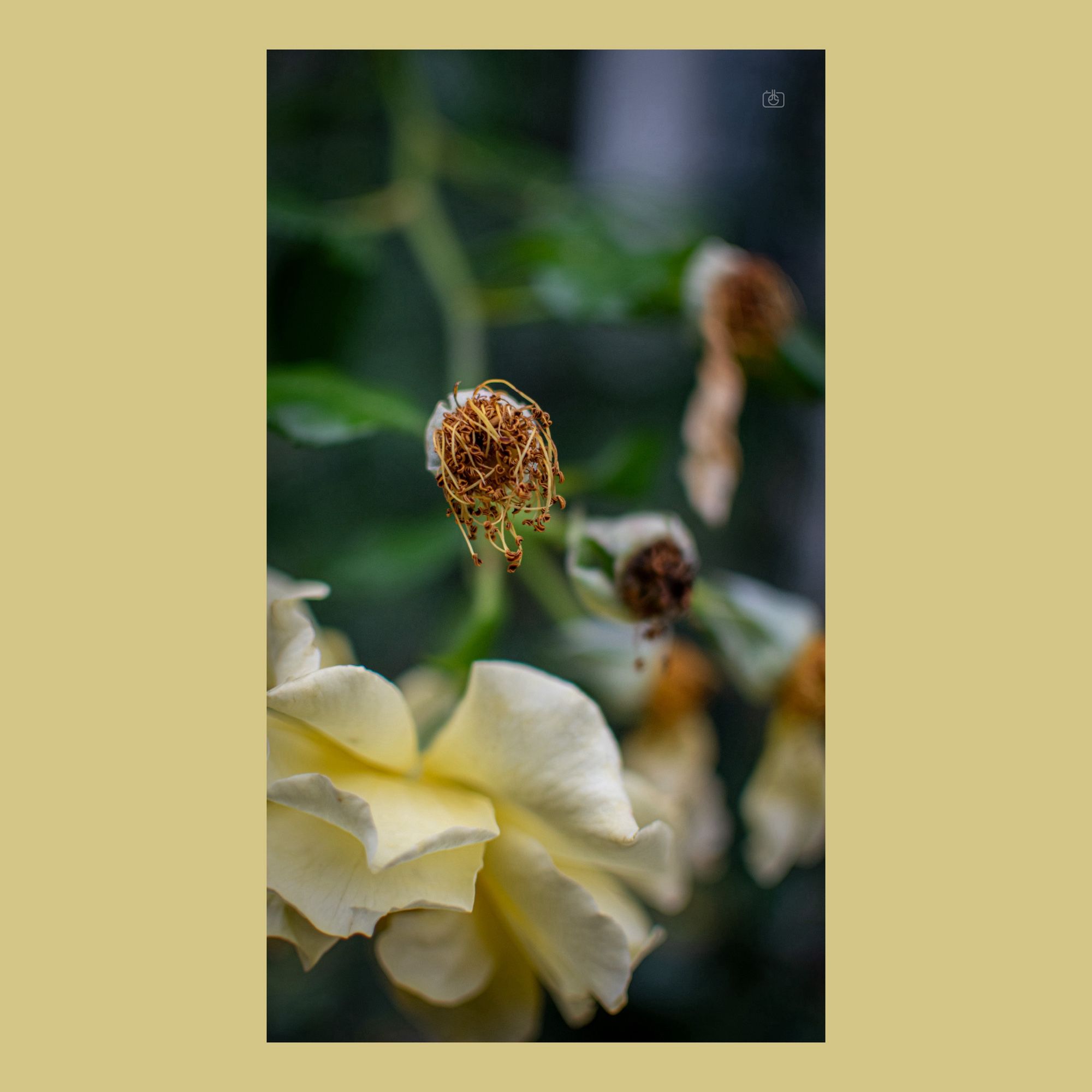 Yellow rose blossom and rosehips. Potsdam, 26 Sep 2024. Nikon D5600, Nikkor DX 35 mm ƒ1.8G, ISO 400, ƒ1.8, -0.3 ev, 1/4000s