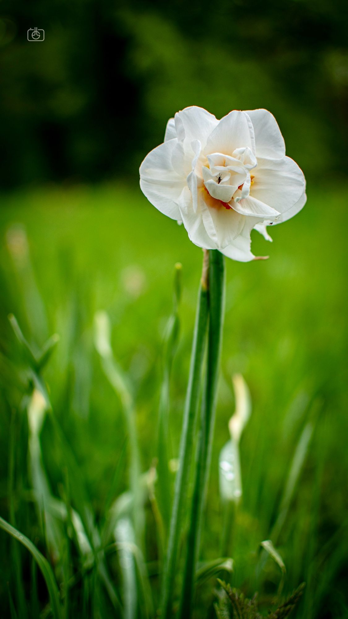 Closeup low-level shot of a white daffodil in a green grassy meadow. New Garden, Potsdam, 22 Apr 2024. Nikon D5600, Nikkor DX 35 mm ƒ1.8G, ISO 100, ƒ2.2, -0.3 ev, 1/500s