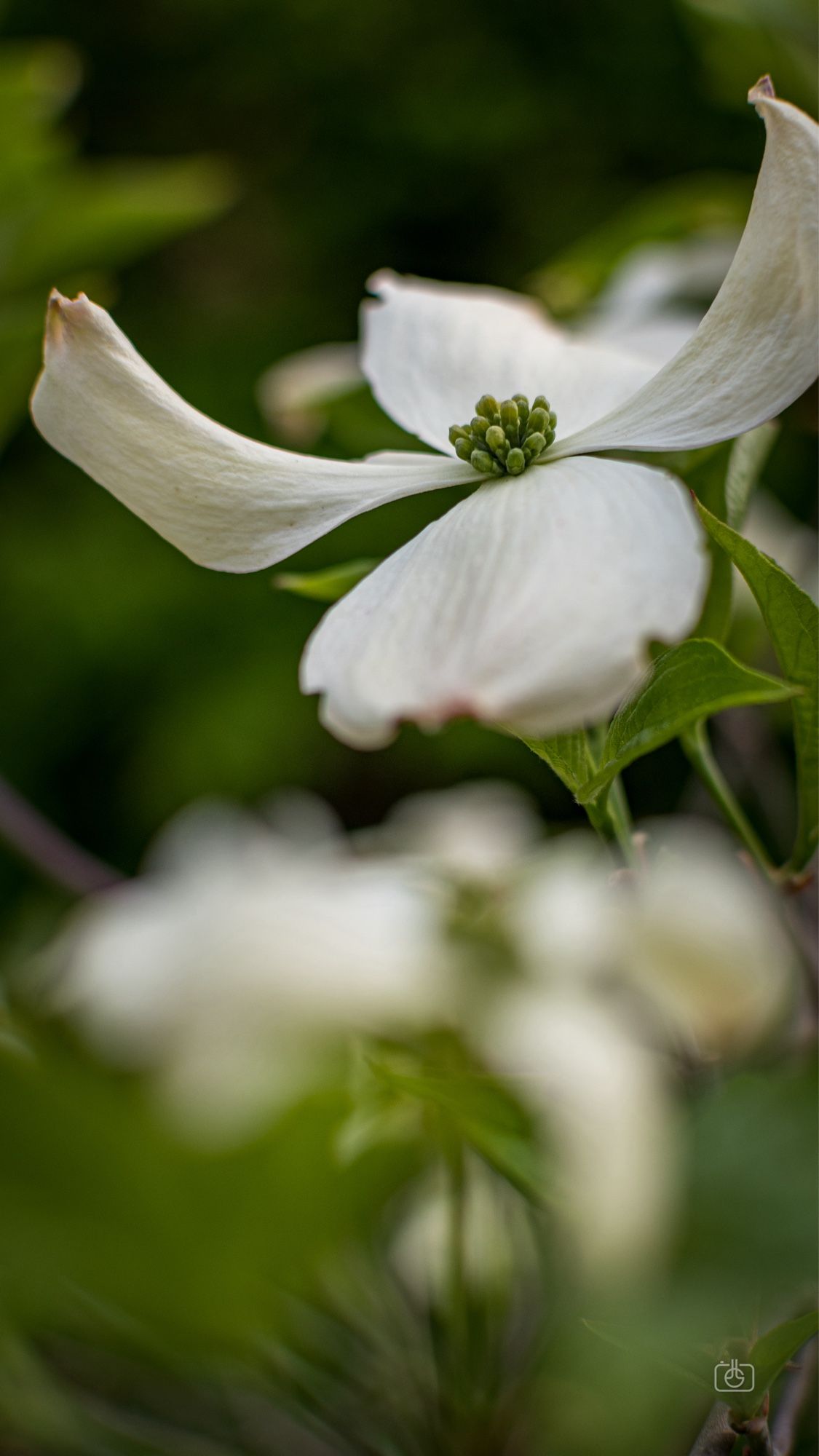 Closeup of a white blossom from a Virginia dogwood tree that I planted when my dad died early in the pandemic. He always loved dogwoods and the mountains of Virginia, where he now rests. For me it’s a little piece of home over 4,000 miles away, and it blooms right around the anniversary of his death. Potsdam, 16 Apr 2024. Nikon D5600, Nikkor DX 35 mm ƒ1.8G, ISO 100, ƒ2.8, -0.3 ev, 1/1000s