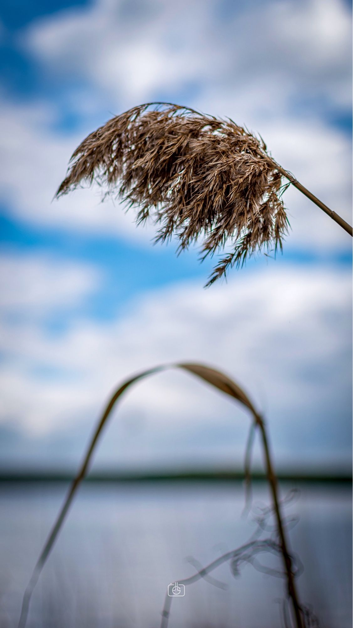 Tassel and leaf of a common reed stalk in front of blue water and sky. Havel River, Berlin, 18 Apr 2024. Nikon D5600, Nikkor DX 35 mm ƒ1.8G, ISO 100, ƒ2.2, -0.3 ev, 1/4000s