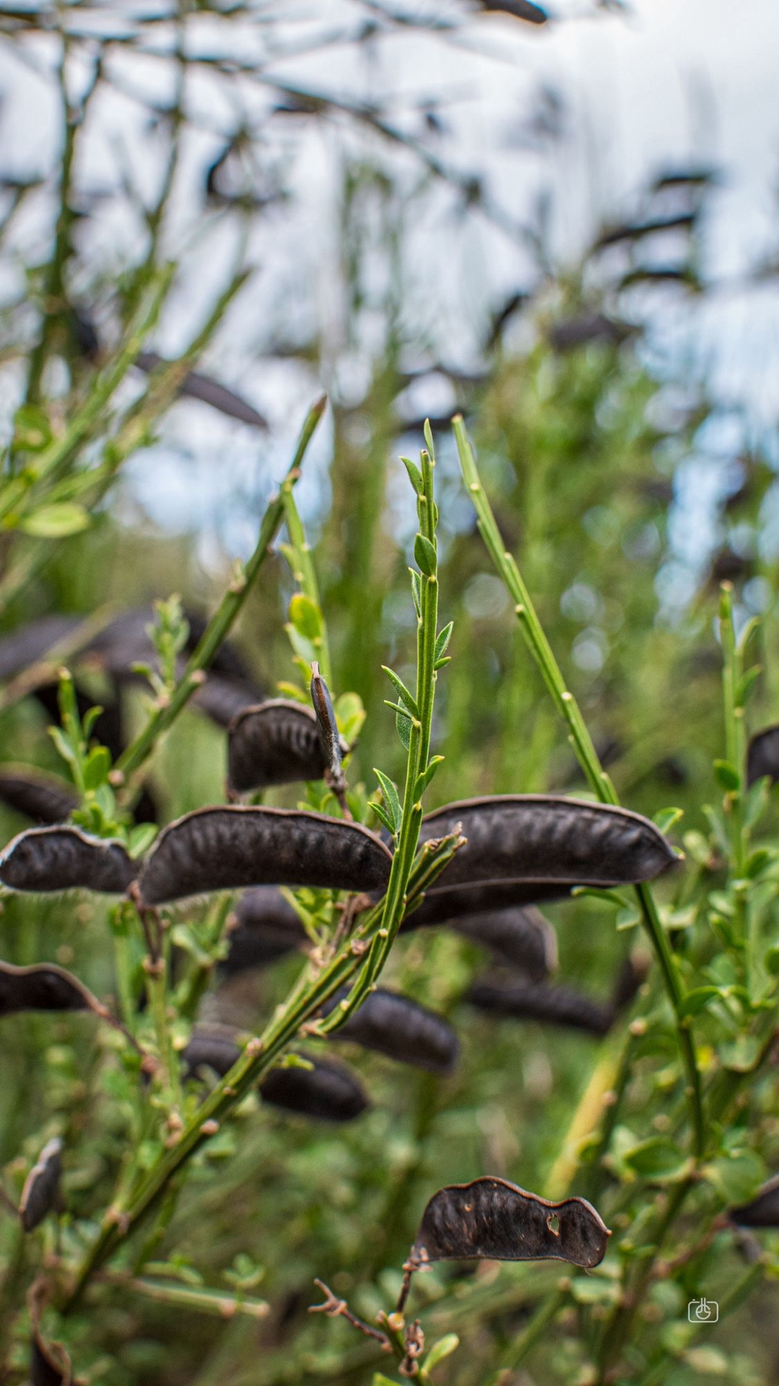 Deep purple Scotch broom seed pods. Arthur’s Seat, Holyrood Park, Edinburgh, 23 Aug 2024. Nikon D5600, Nikkor DX 35 mm ƒ1.8G, ISO 500, ƒ5, -0.3 ev, 1/800s, polarizing filter