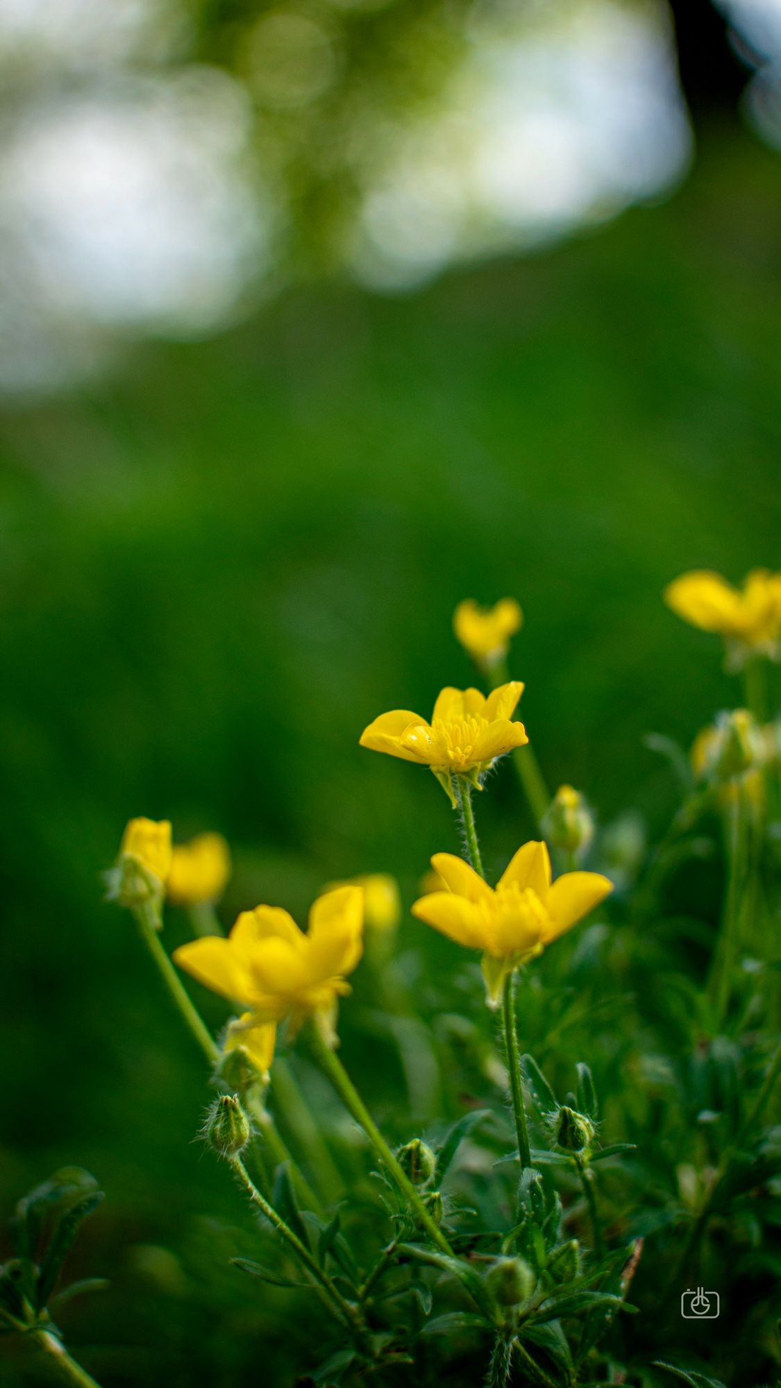 Closeup of buttercup blossoms poking up through the grass. Manor New Kladow Berlin, 18 Apr 2024. Nikon D5600, Nikkor DX 35 mm ƒ1.8G, ISO 100, ƒ2.5, -0.3 ev, 1/1250s