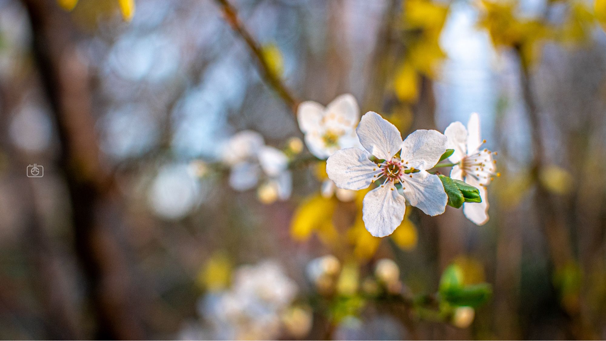 White petals of a cherry plum tree with golden stamens and with yellow forsythia flowers in the background, Belvedere on the Pfingstberg, Potsdam, 18 Mar 2024. Nikon D5600, Nikkor DX 35 mm ƒ1.8G, ISO 400, ƒ4, -0.3 ev, 1/320s