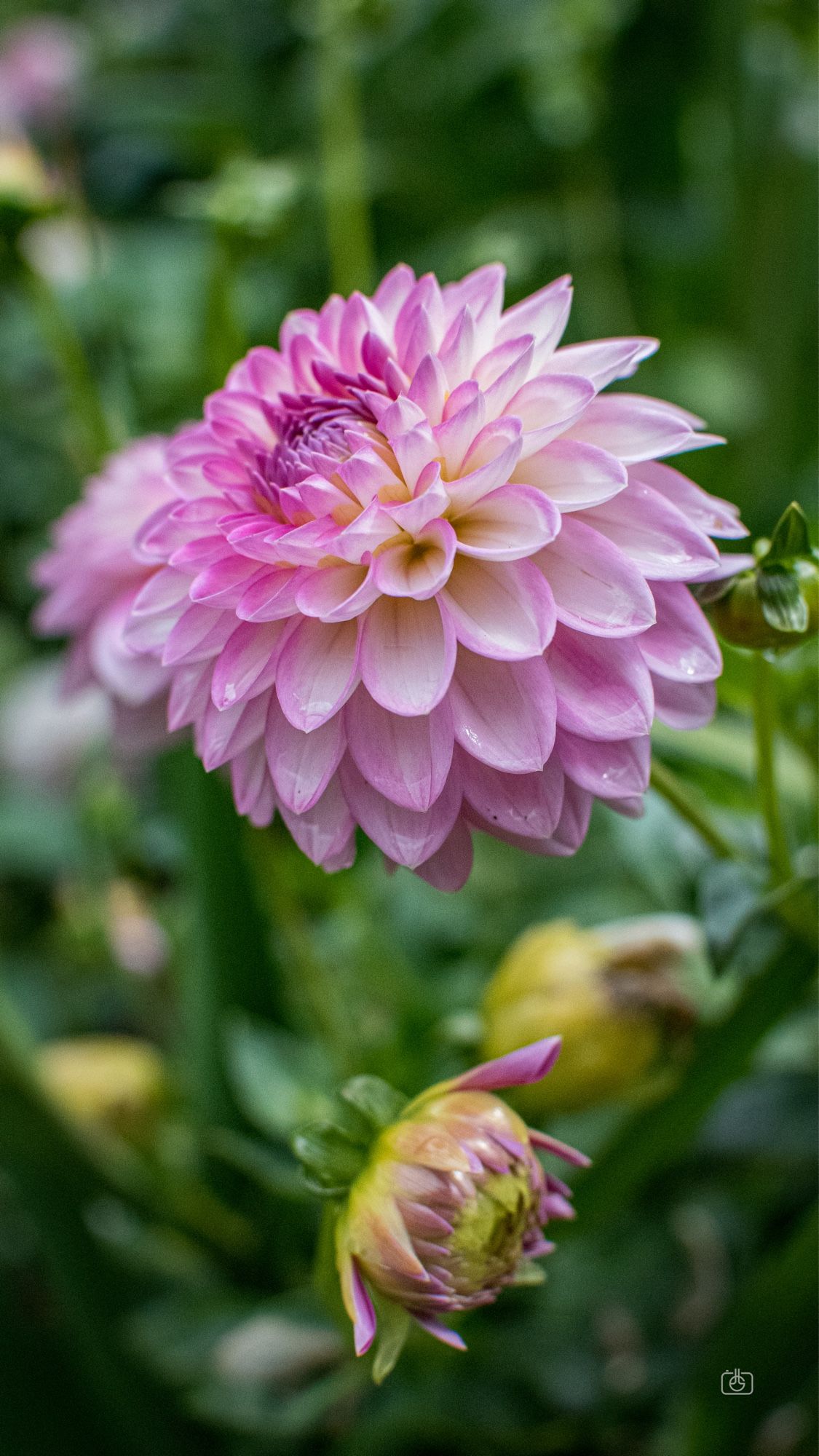 Two light pink dahlia blooms, one in full blossom and facing up, the other still closed and facing downwards. Dr. Max Fraenkel Country Garden, Berlin-Kladow, 28 Jul 2024. Nikon D5600, Nikkor DX 35 mm ƒ1.8G, ISO 3600, ƒ4, -0.3 ev, 1/4000s, polarizing filter