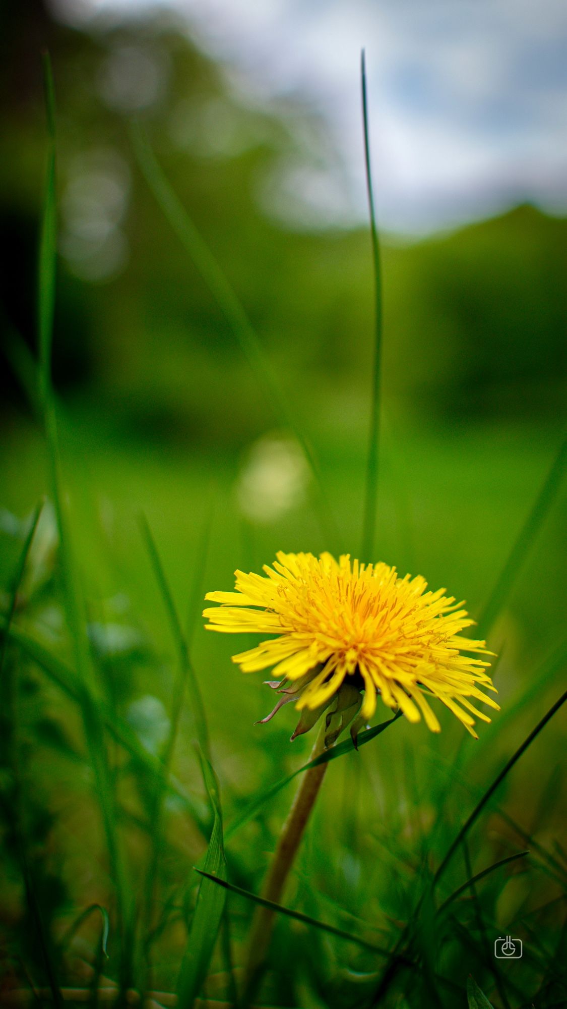 Closeup of a dandelion bloom in a green field. (“Dandelion” means “lion’s tooth” in reference to the shape of the leaves.) Manor New Kladow, Berlin, 19 Apr 2024. Nikon D5600, Nikkor DX 35 mm ƒ1.8G, ISO 100, ƒ3.2, -0.3 ev, 1/800s