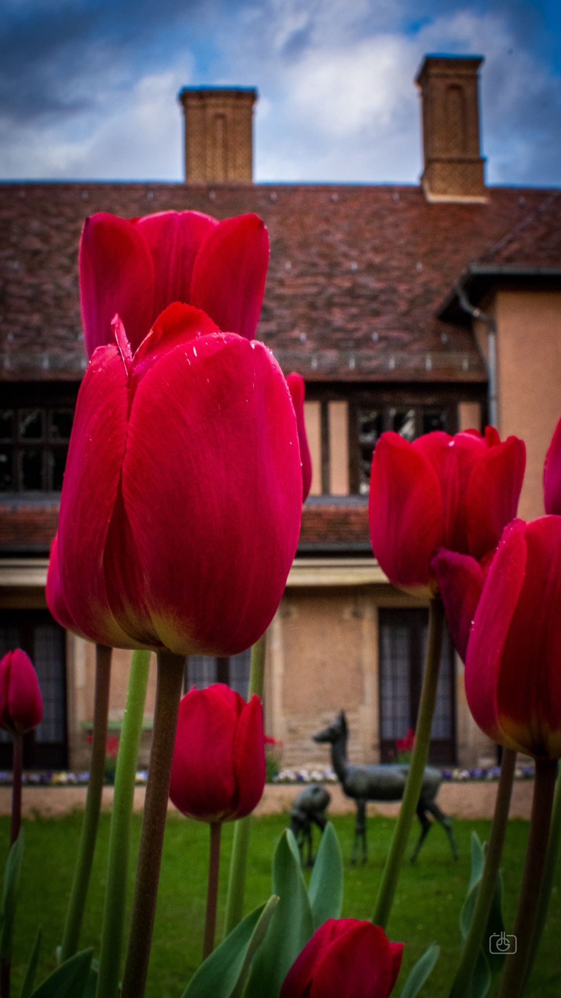 Closeup of red tulips in courtyard of palace, with the palace and a sculpture of a fawn in the background, with a stormy sky above. Cecilienhof Palace, Potsdam, 22 Apr 2024. Nikon D5600, Nikkor DX 35 mm ƒ1.8G, ISO 1250, ƒ22, -0.3 ev, 1/100s