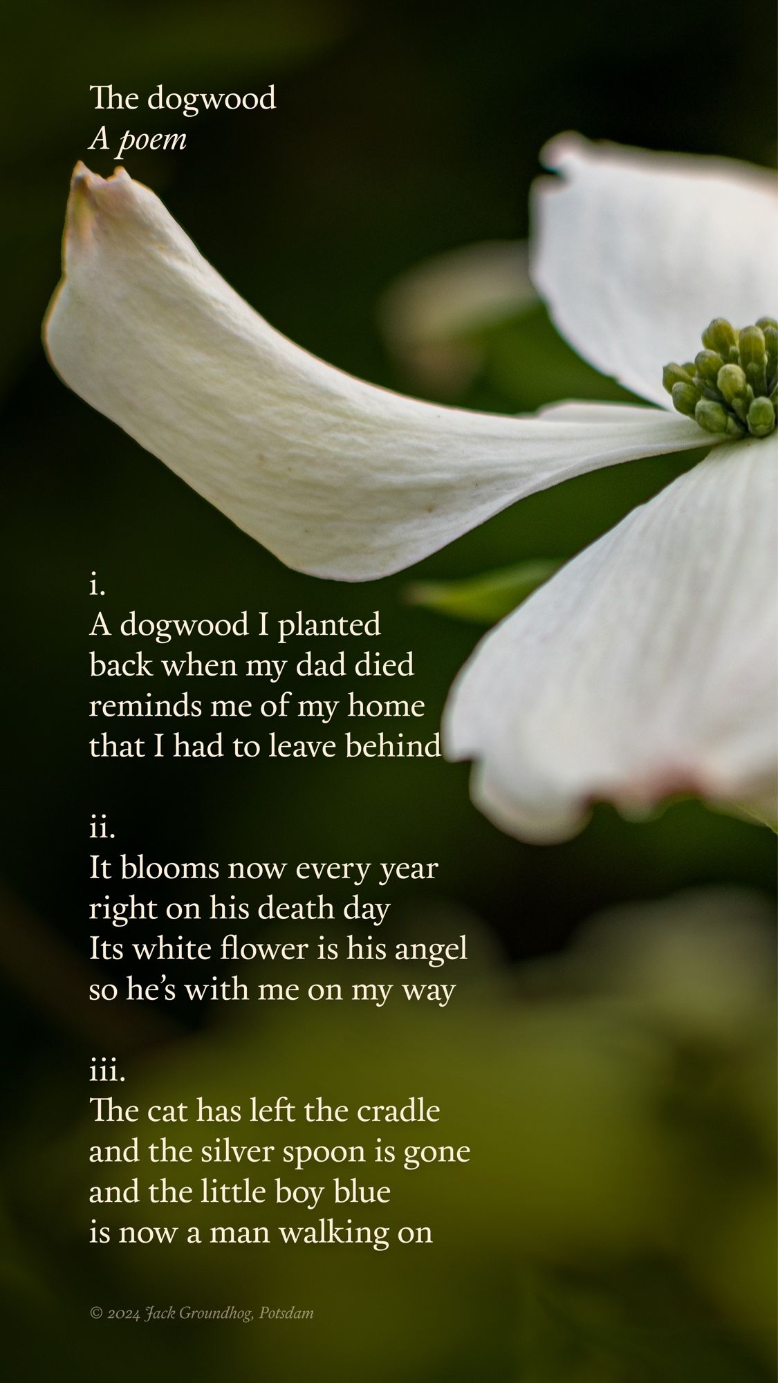 The dogwood 
A poem 

i.
A dogwood I planted
back when my dad died
reminds me of my home
that I had to leave behind

ii.
It blooms now every year
right on his death day
Its white flower is his angel
so he’s with me on my way

iii.
The cat has left the cradle
and the silver spoon is gone
and the little boy blue
is now a man walking on