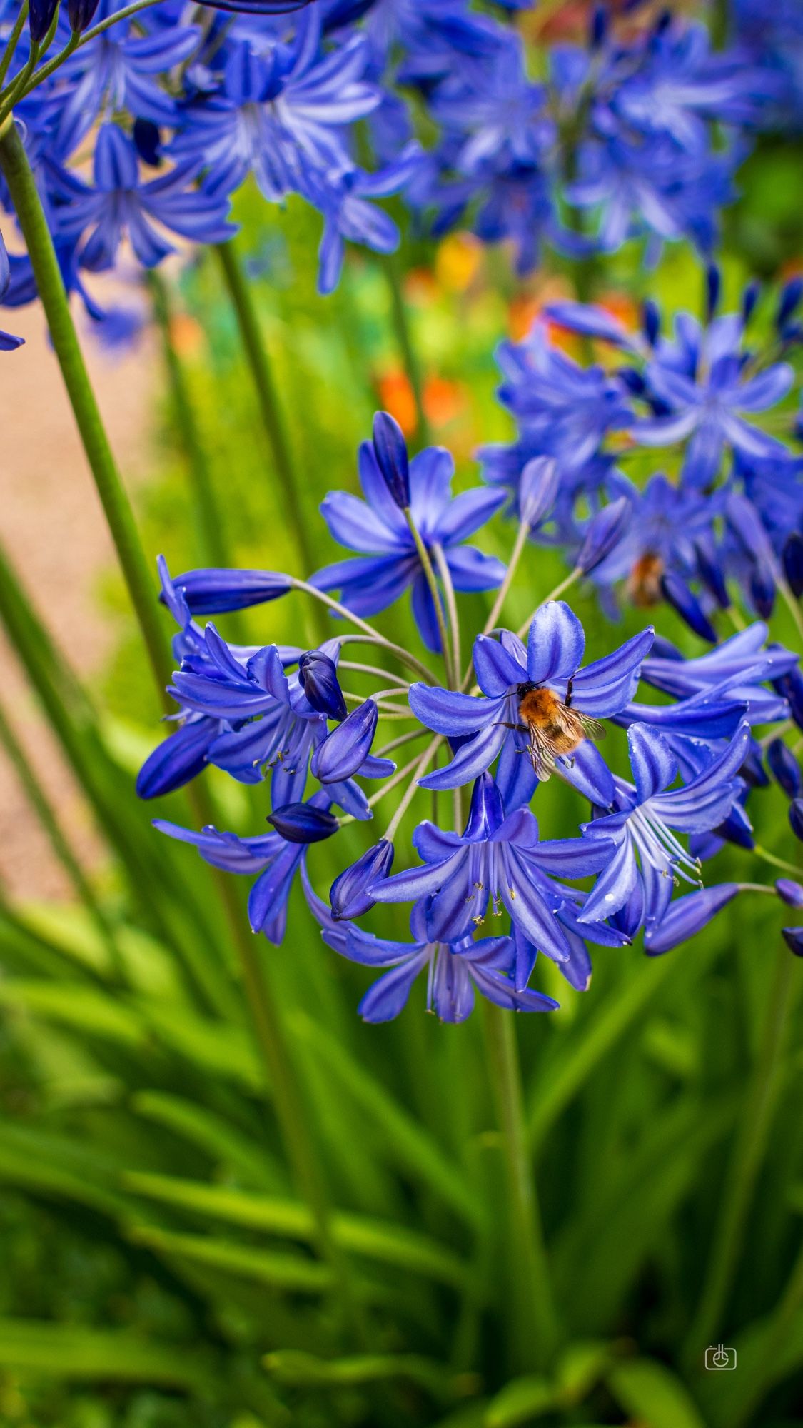 A bee in a blossom of lily of the Nile in a hidden garden. Dunbar’s Close Garden, Canongate, Edinburgh, 19 Aug 2024. Nikon D5600, Nikkor DX 35 mm ƒ1.8G, ISO 560, ƒ4.5, -0.3 ev, 1/80s, polarizing filter