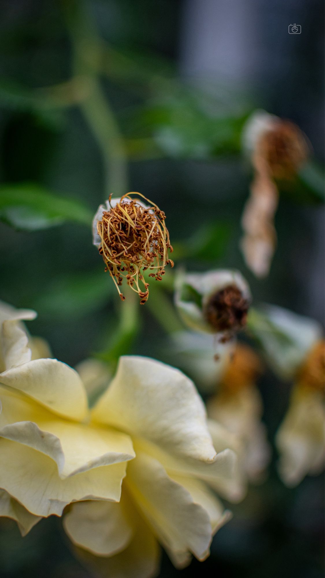 Yellow rose blossom and rosehips. Potsdam, 26 Sep 2024. Nikon D5600, Nikkor DX 35 mm ƒ1.8G, ISO 400, ƒ1.8, -0.3 ev, 1/4000s