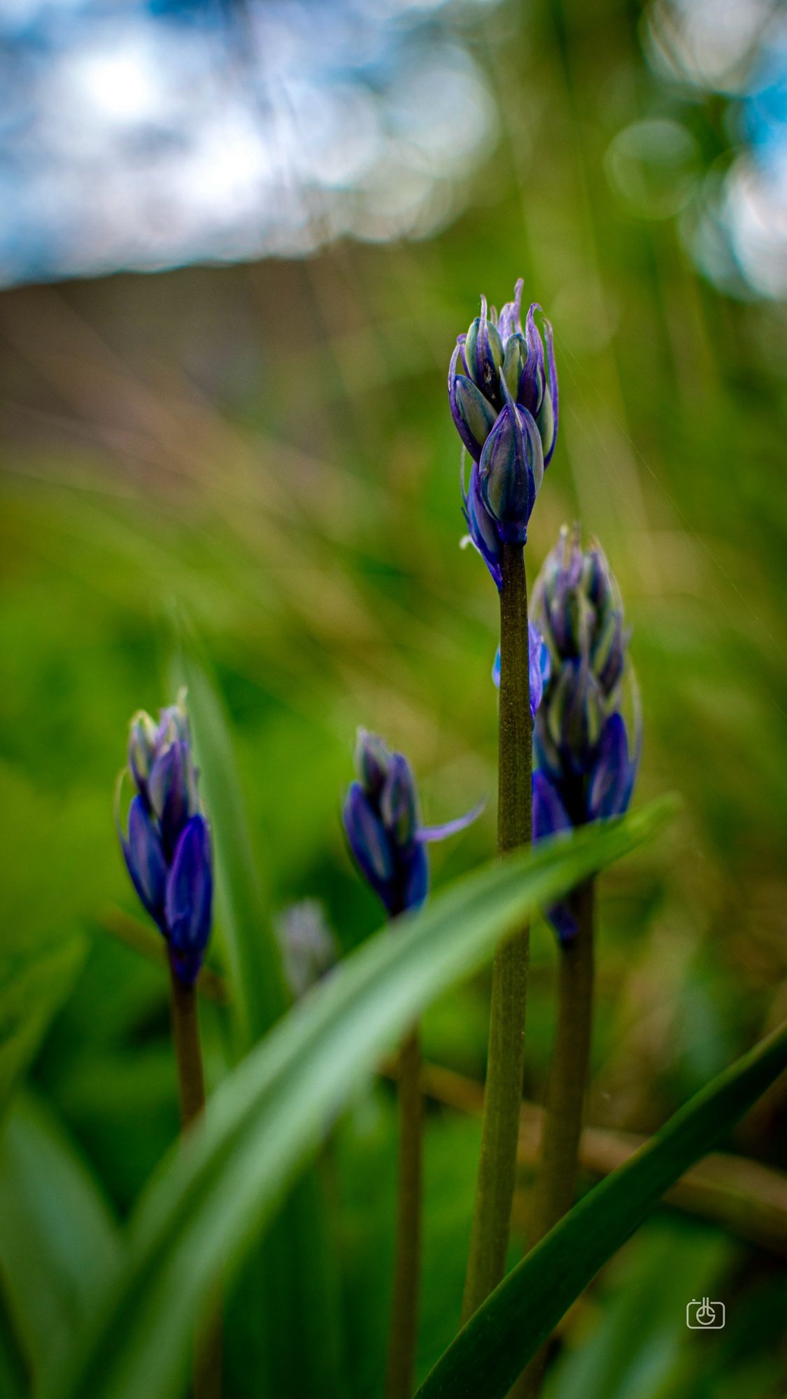 Closeup of four still-closed bluebell blossoms poking up through the grass. Havelhöhe, Gatow, Berlin, 18 Apr 2024. Nikon D5600, Nikkor DX 35 mm ƒ1.8G, ISO 100, ƒ3.2, -0.3 ev, 1/320s