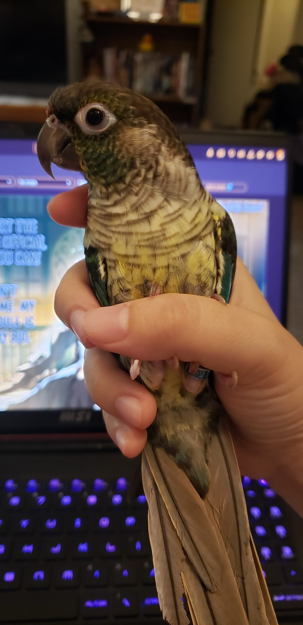 My hand holding a green cheek conure like an ice cream cone. His name is Oli.