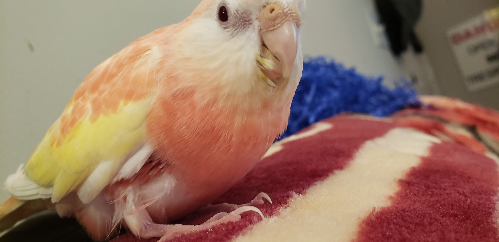 A rubino Bourke's parakeet being cute by merely existing. Her name is Jang-mi