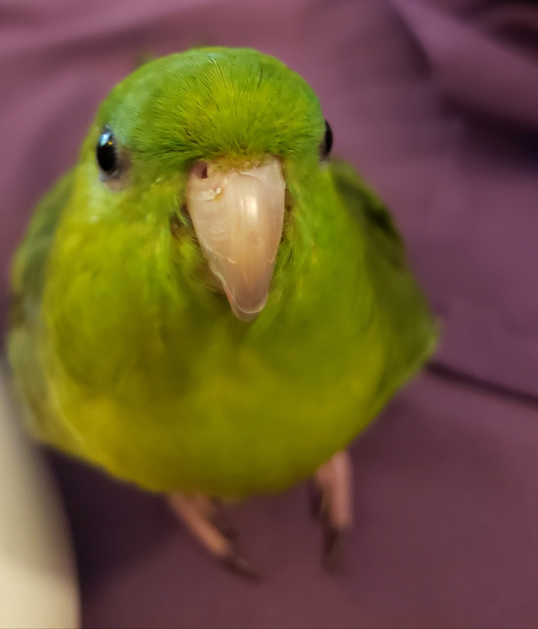 A green linneolated parakeet looking at the camera being a good boy. His name is Talon