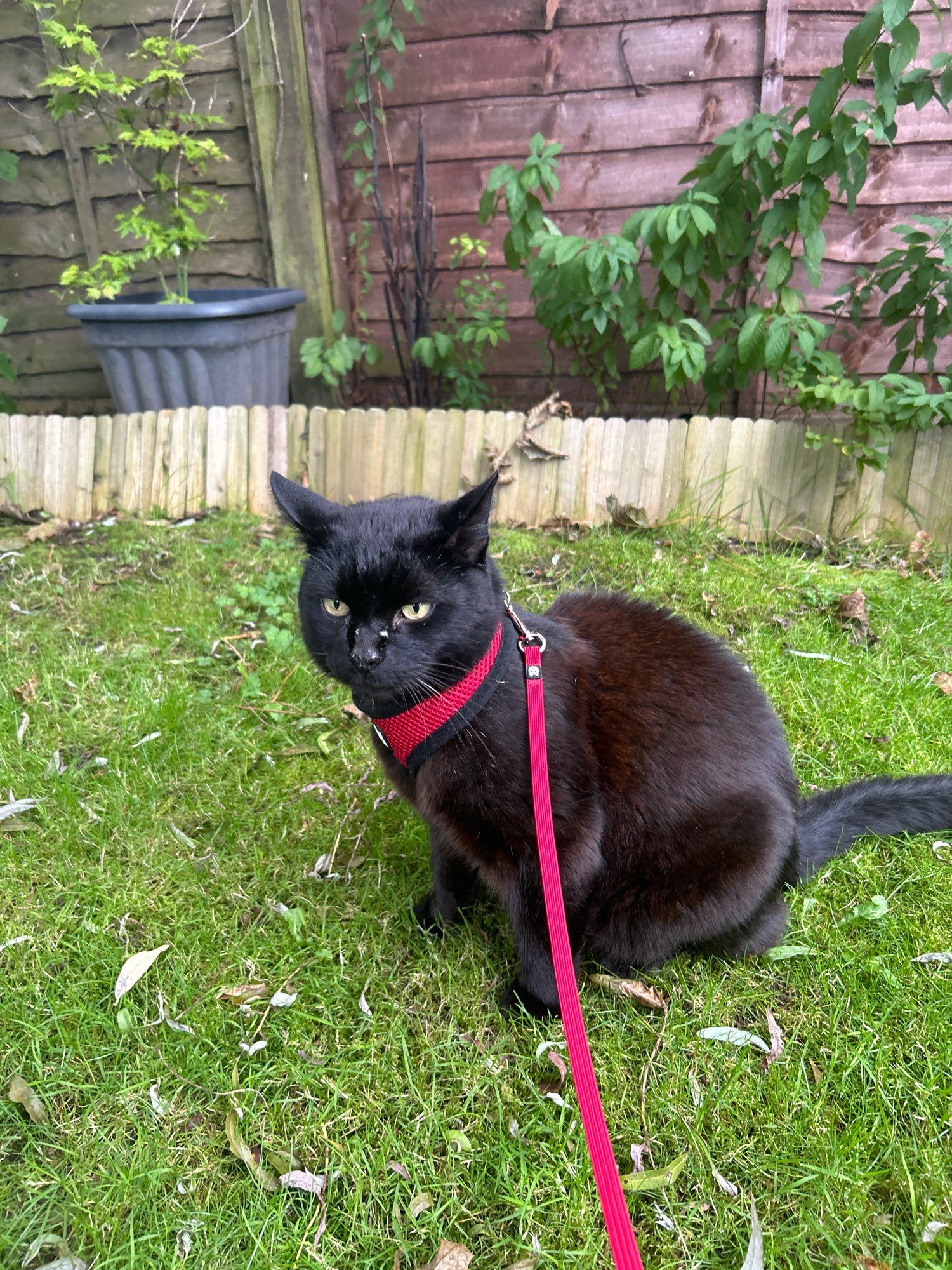 Black cat on red lead in a garden. He’s looking distinctly unimpressed