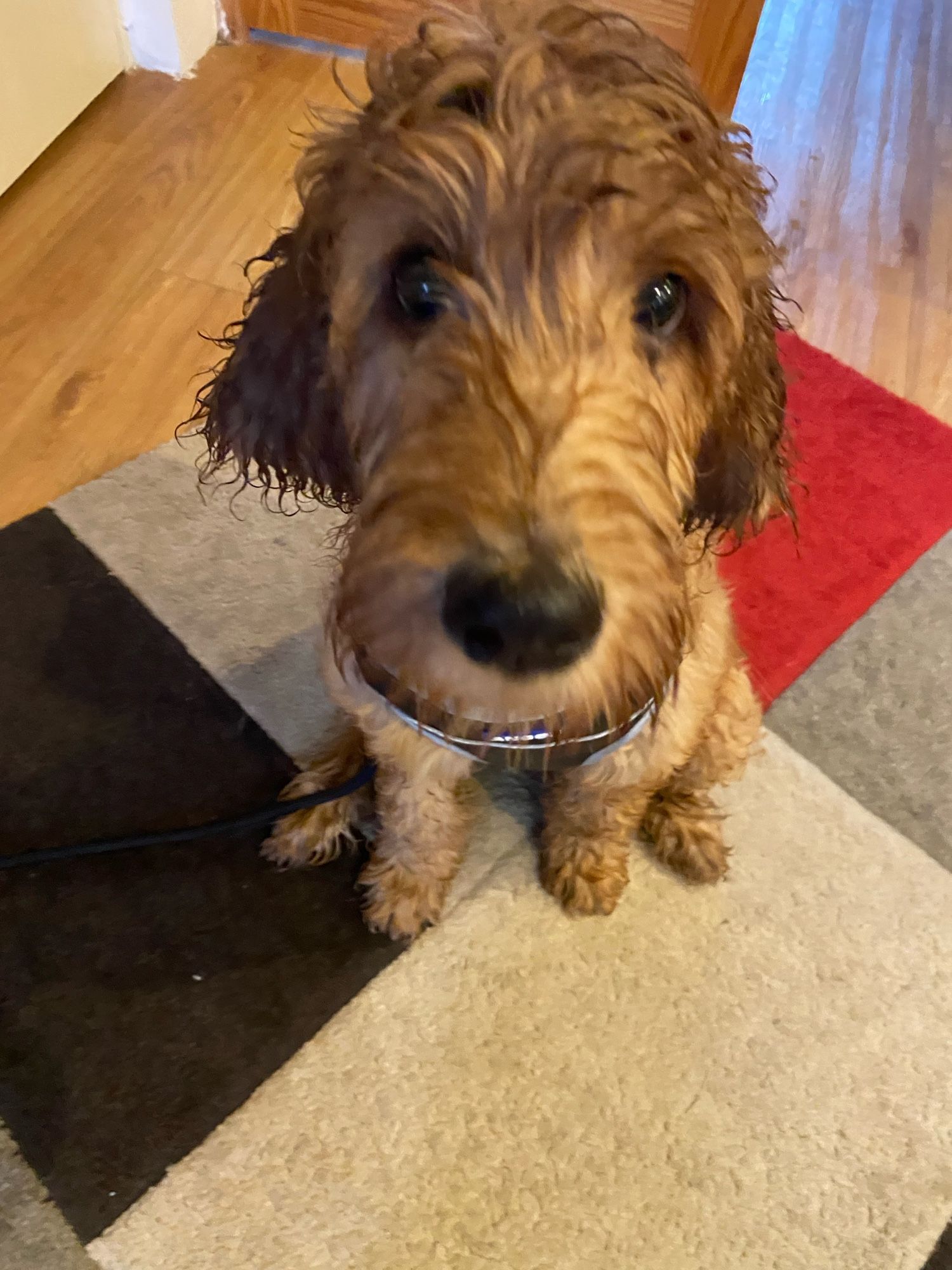 Small, wet, ginger dog looking forlornly at the camera.