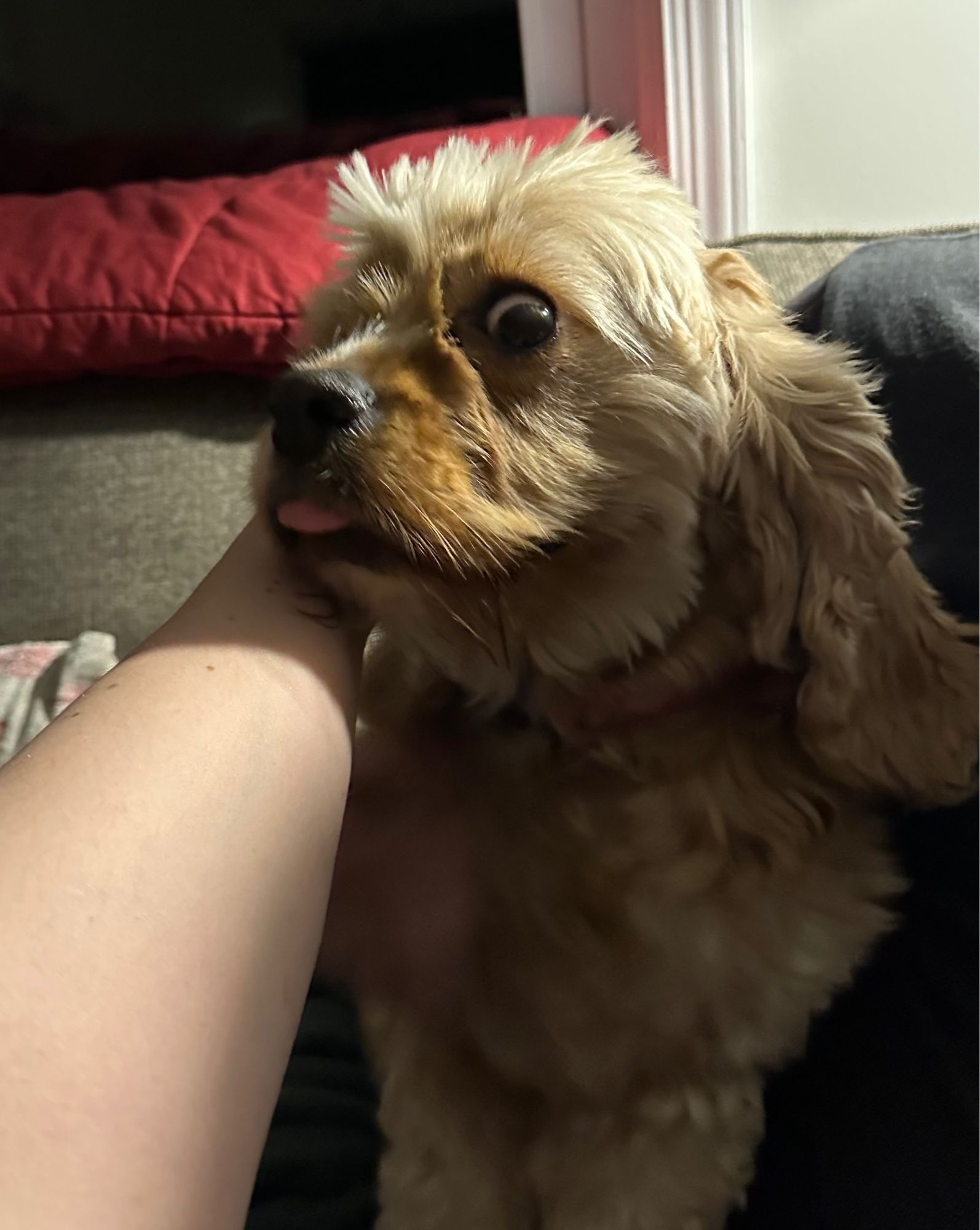 A cocker spaniel staring wildly at the camera with one crazy eye, with her tongue out, and an arm reaching out to scritch her head in the hopes of saving us all from this monster