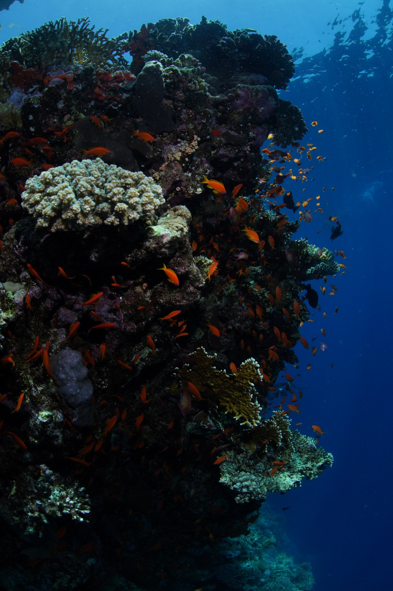 Underwater photograph of a vibrant coral reef ecosystem with multiple species of hard and soft corals in various colors including white, purple, and green. Numerous small orange and yellow fish swim throughout the reef structure against a deep blue ocean background. The image showcases the rich biodiversity that Marine Protected Areas help preserve.