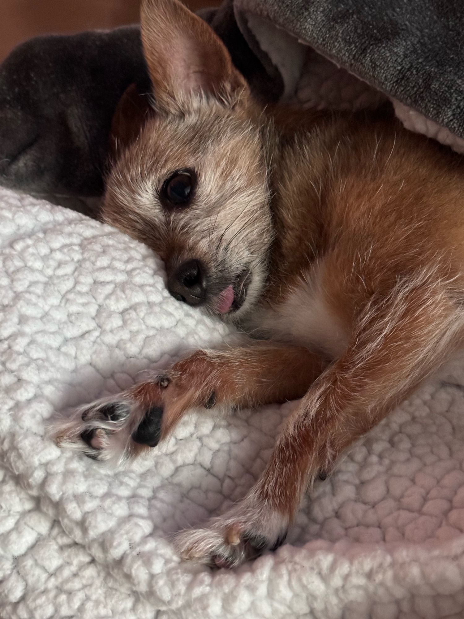 Small dog laying in bed sticking out her tongue