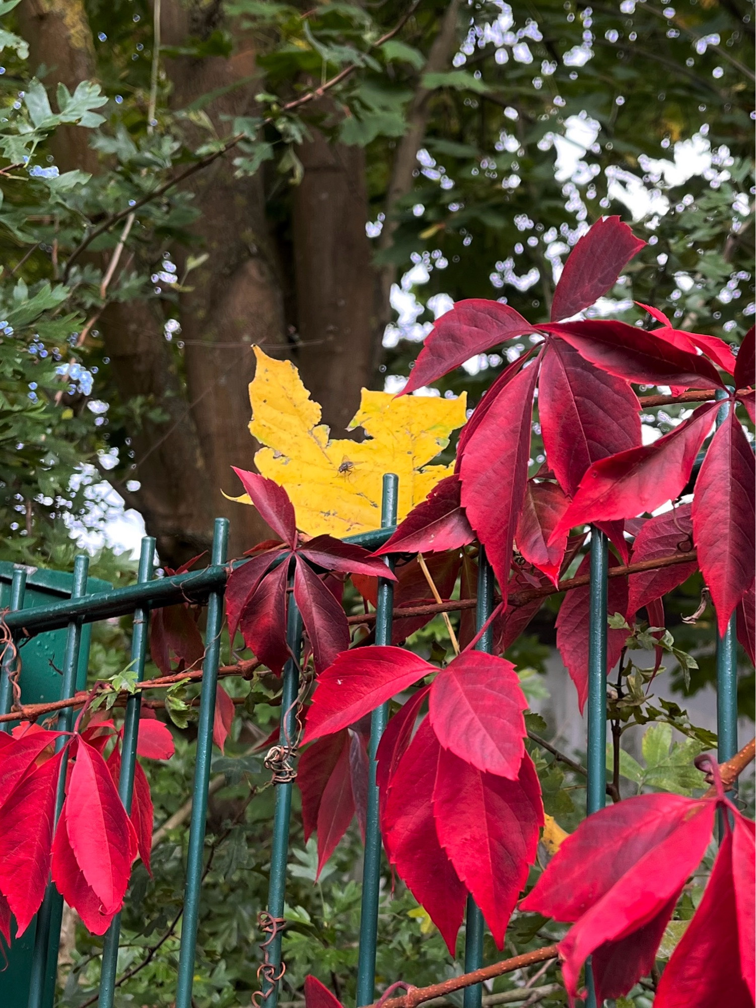 Rote Blätter an einen grünen Gartenzaun, in denen sich ein gelbes Blatt einer anderen Pflanze verfangen hat. Im Hintergrund ein grünen belaubter Baum.