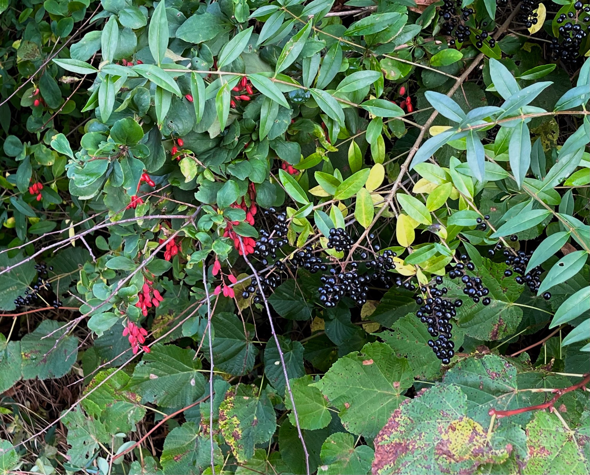 In einem grünen Gebüsch hängen kleine rote neben schwarz-blauen Beeren.