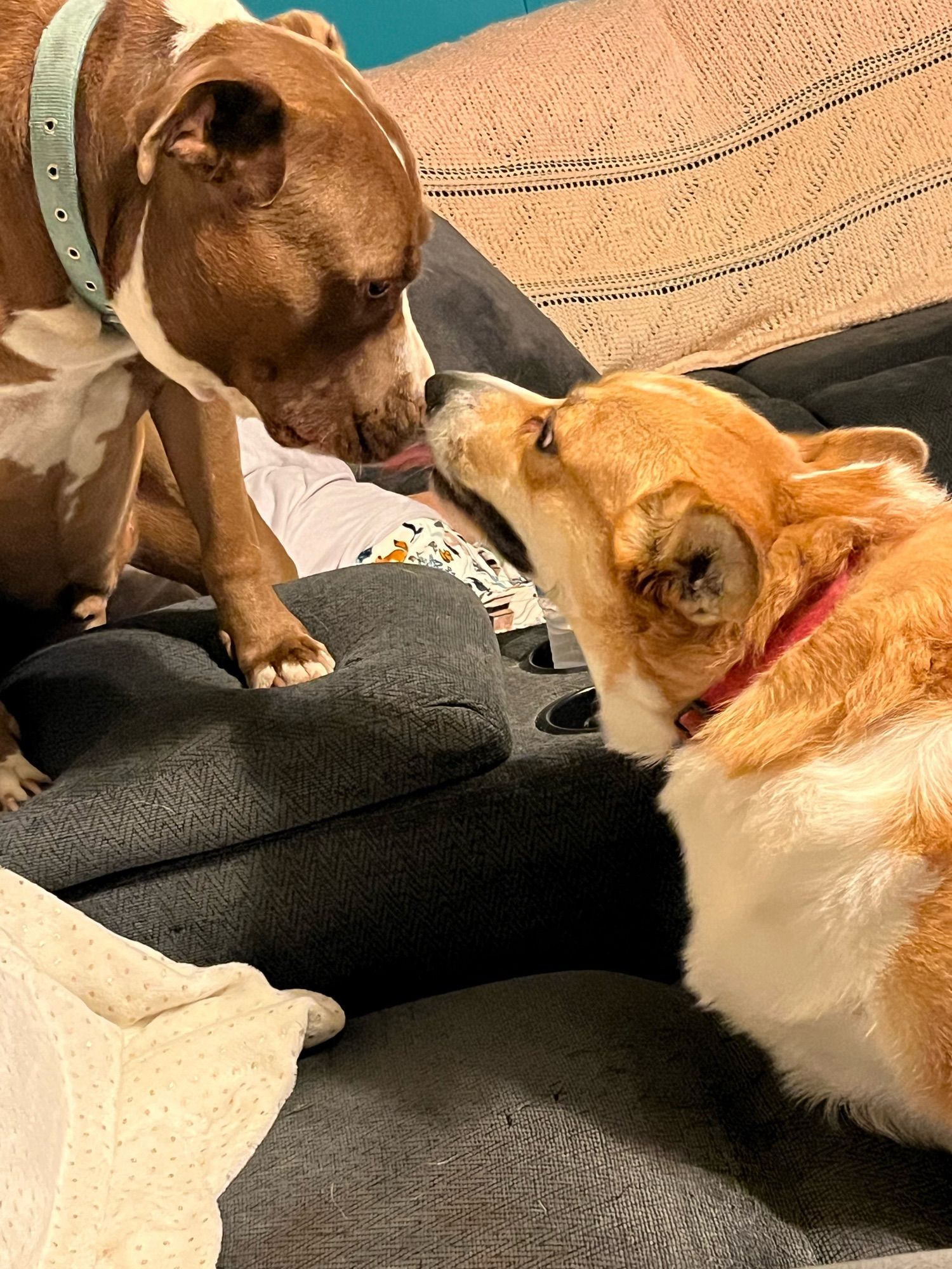 Two dogs nose to nose