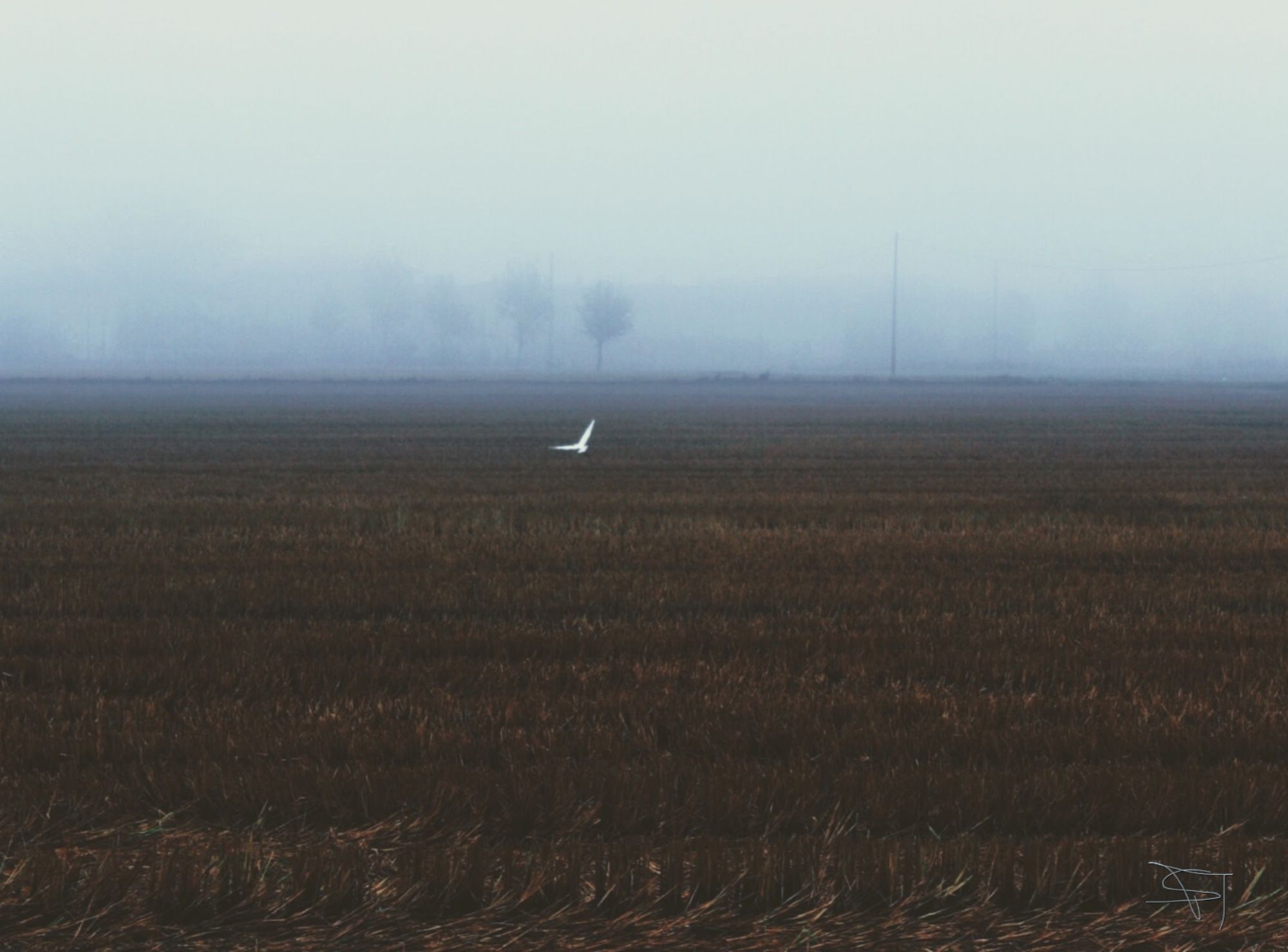 Abgeerntetes Feld, hinten Bäume im Nebel, eine Möwe...

Schönen Abend und eine friedliche Nacht allerseits!