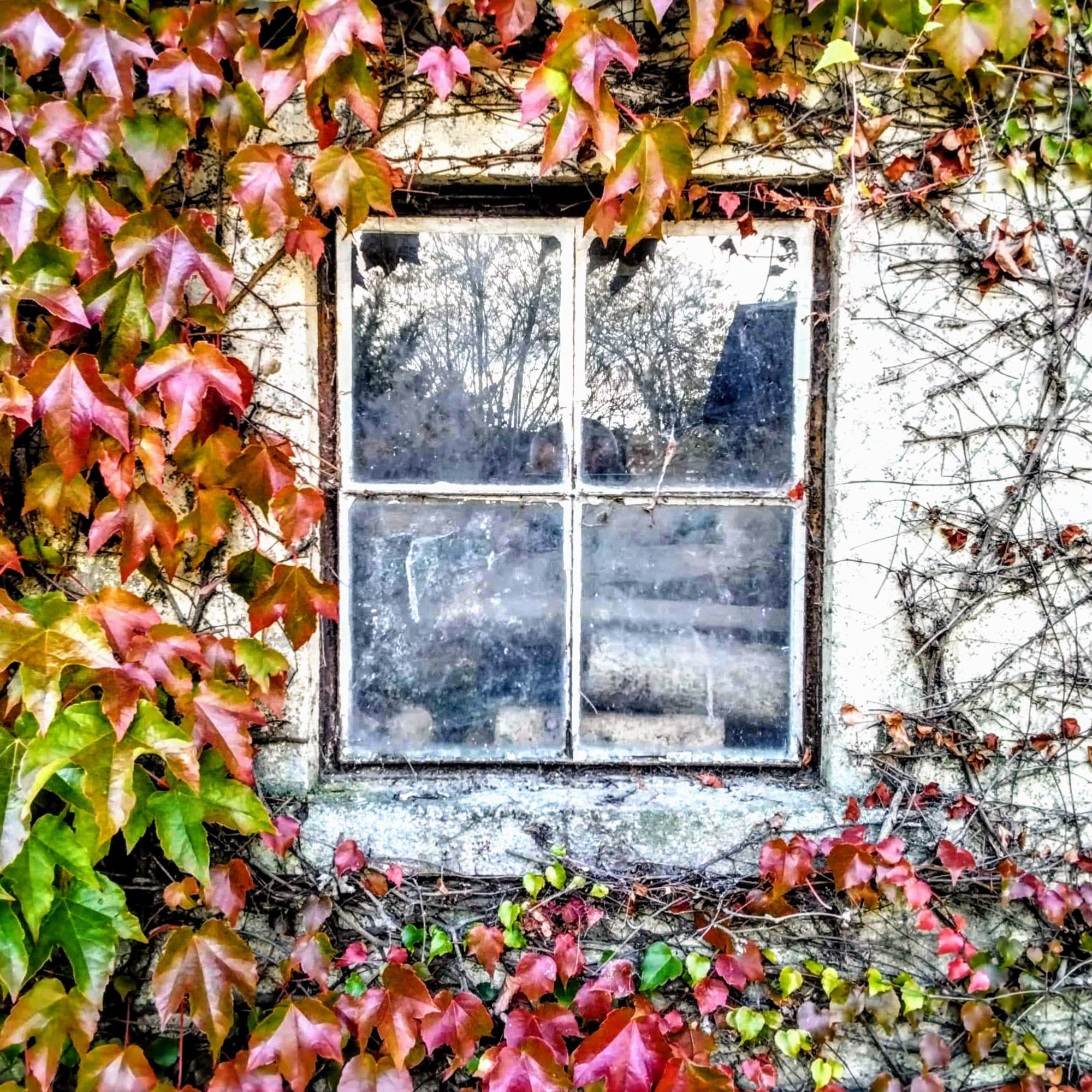 udsigt

Fenster im Herbst mit Efeu und Wein