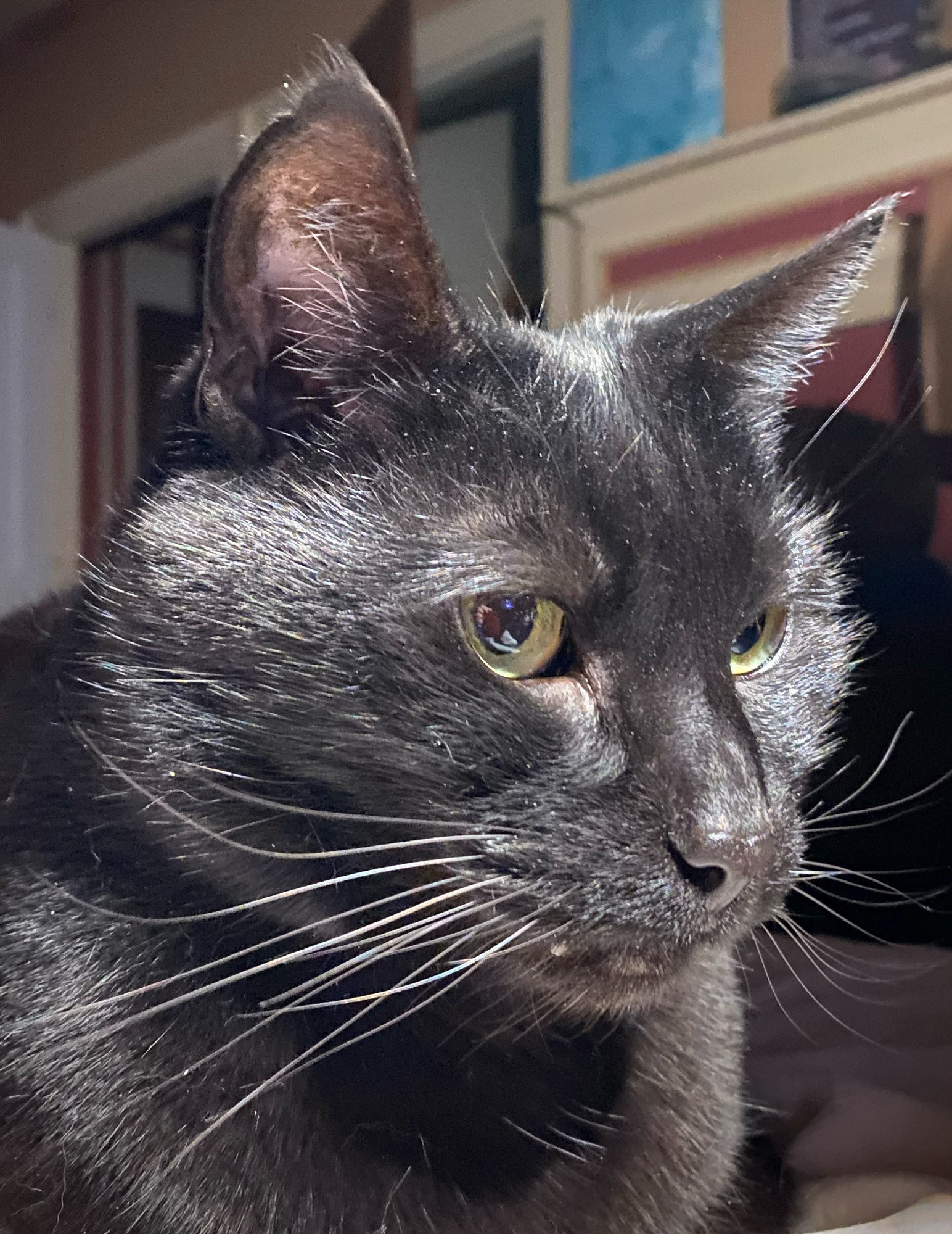 a beautiful black cat with golden eyes, fur shining in the light, refusing steadfastly to look at the camera directly.