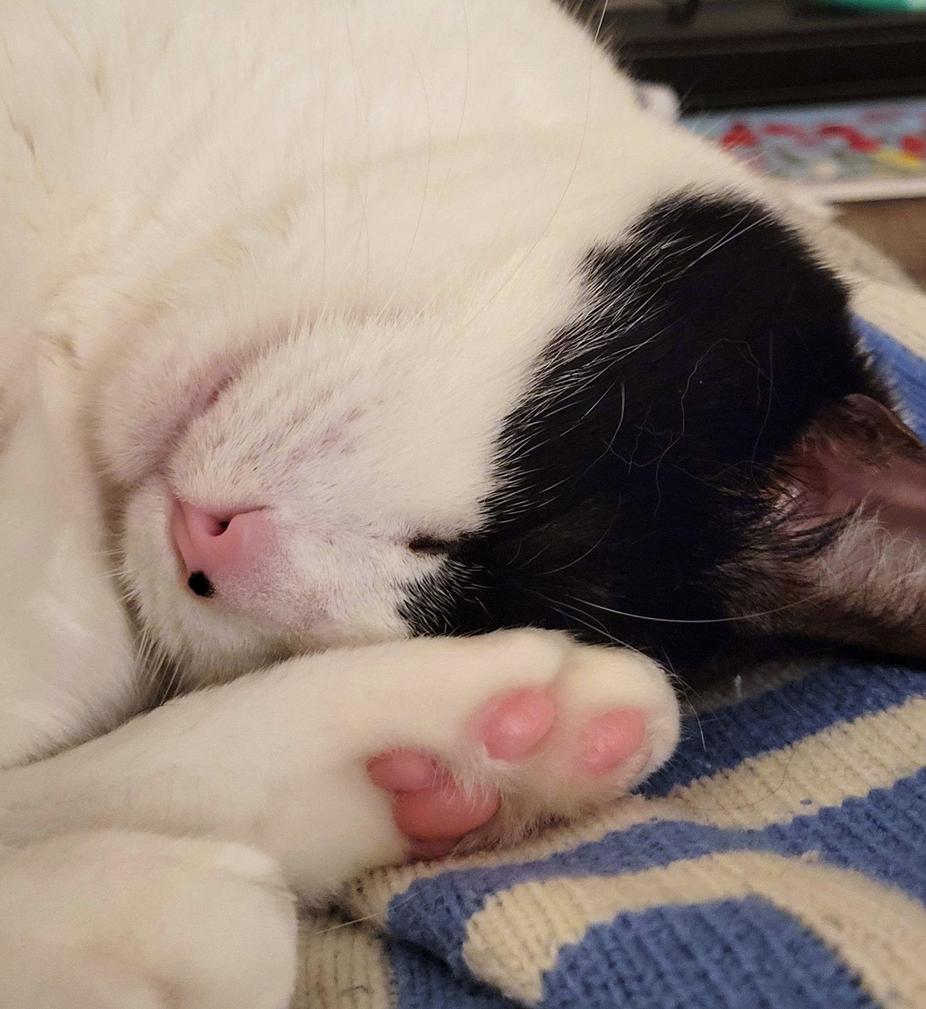 zoomed in picture of my cat sleeping with his cute little beans near his precious face he has a little freckle on his nose he is perfect