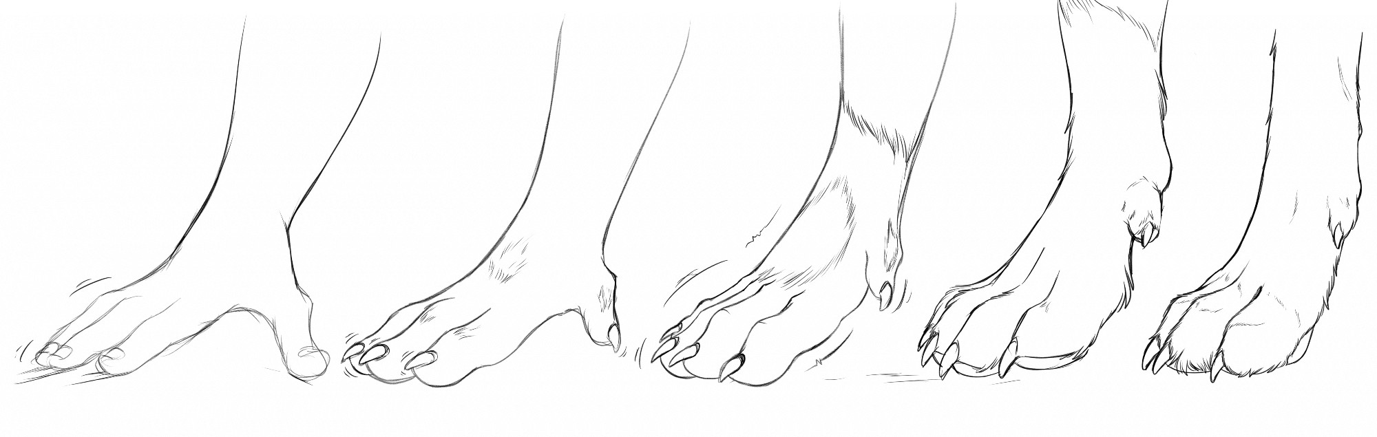 Human Hand to Canine Paw 5 Stages (WIP)