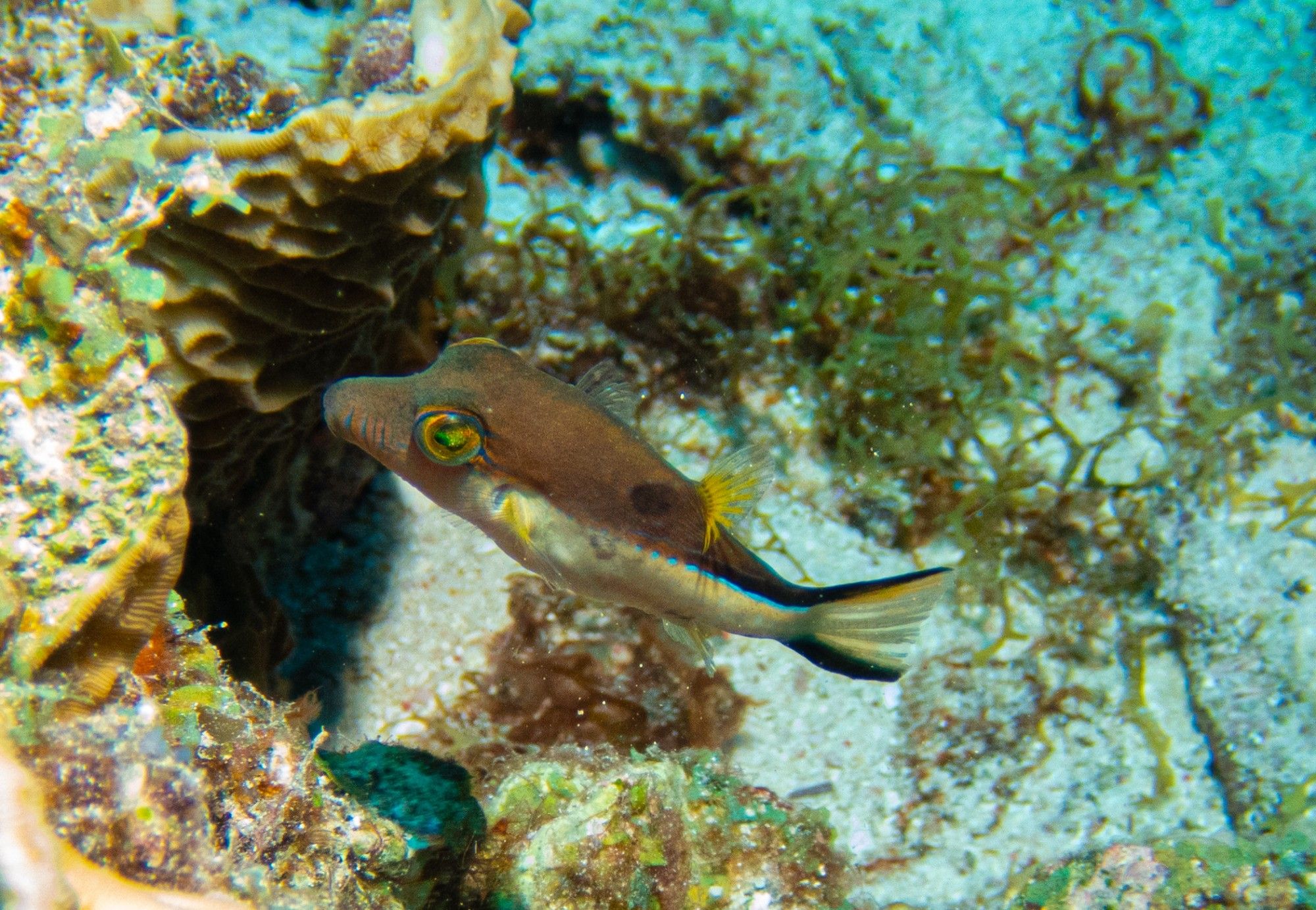 Sharp nosed puffer with markings on its face