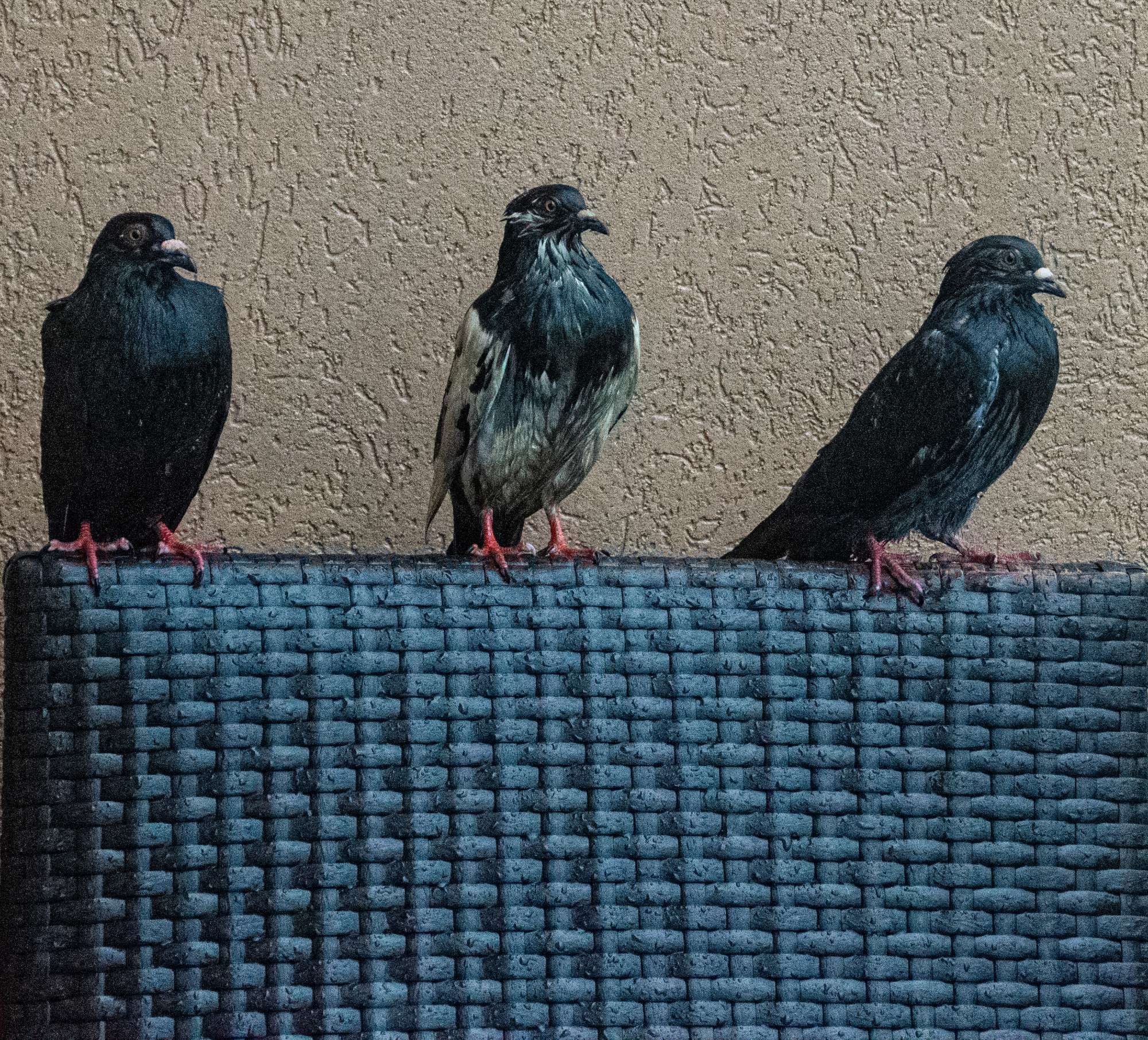 Three wet pigeons standing together in the rain