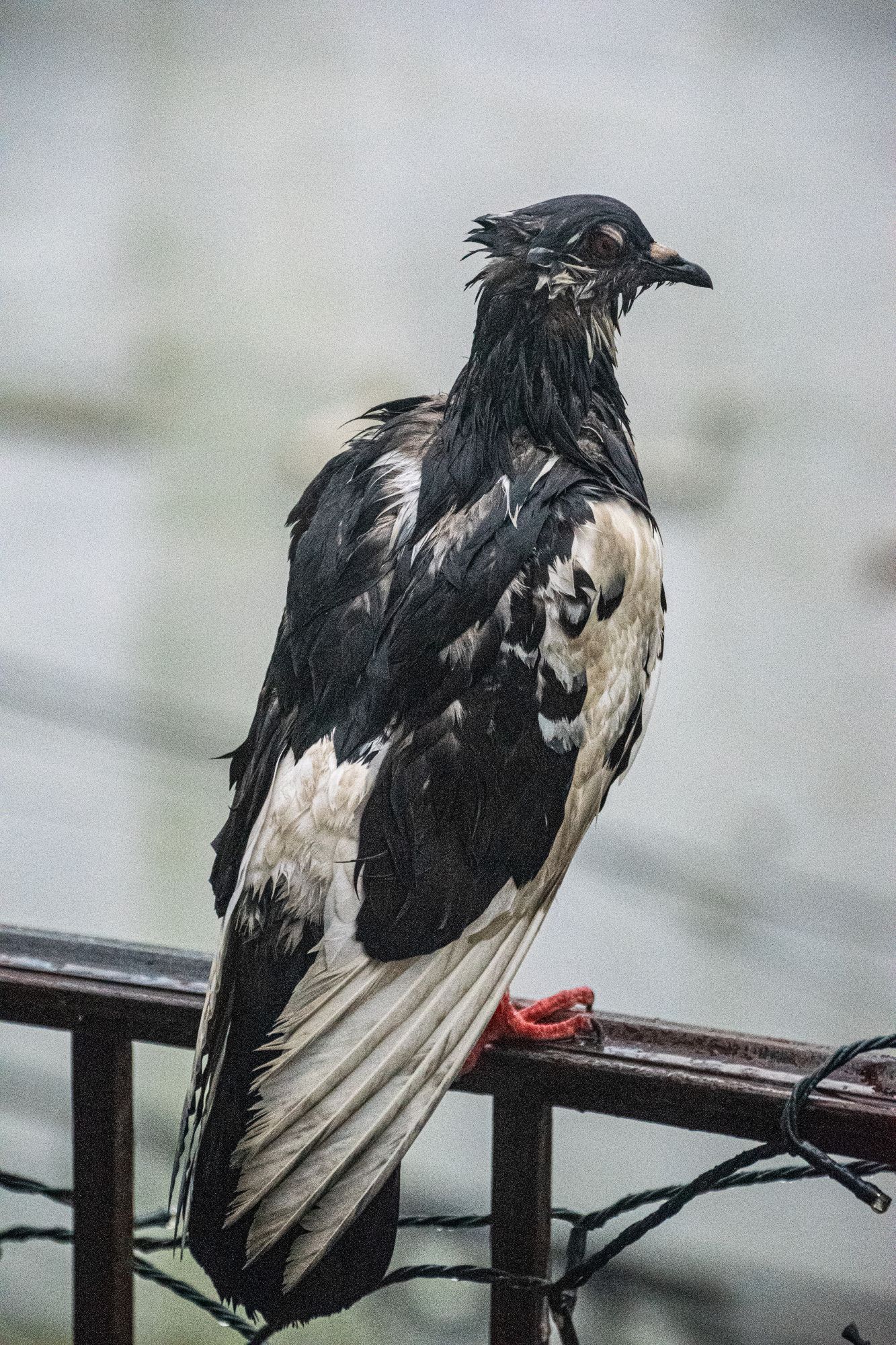 We black and white pigeon on a railing