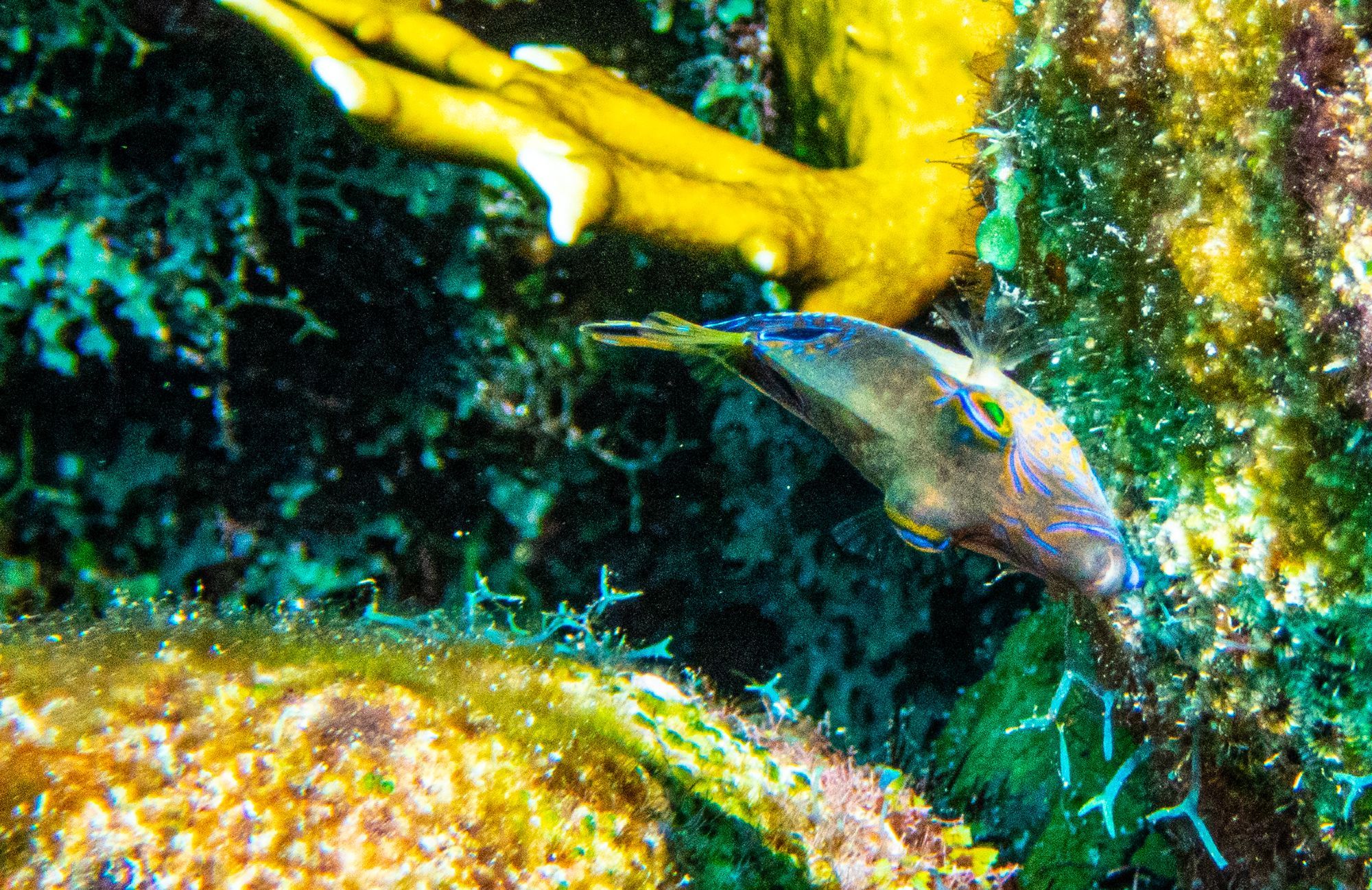 small sharp nose puffer looking at the camera