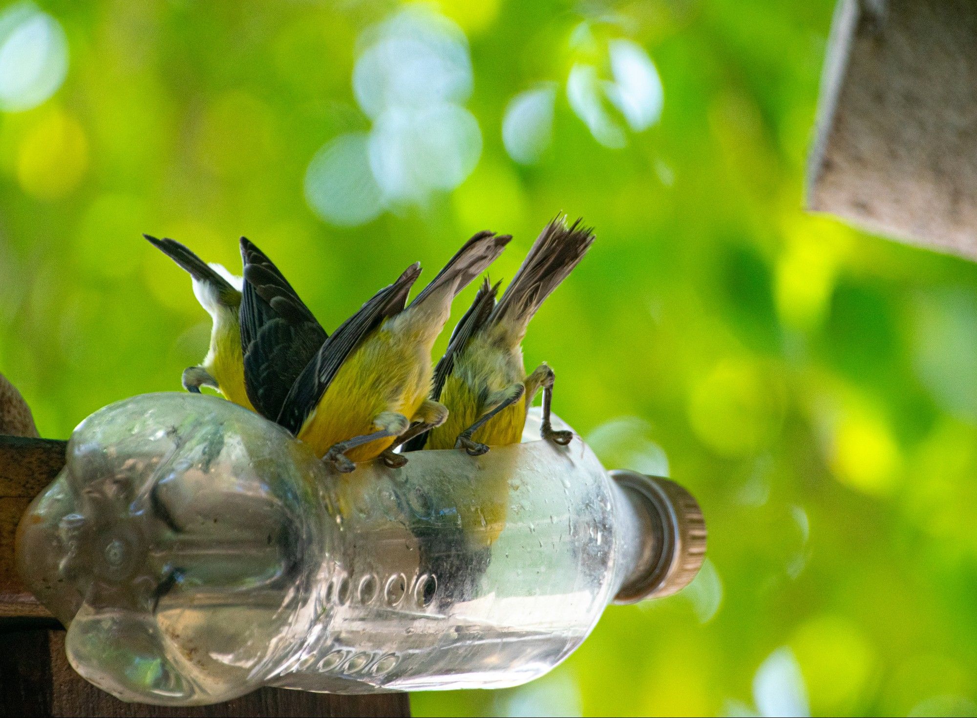 3 bananaquits (small yellow and black birds) drinking water in a plastic bottle that's attached to a tree.