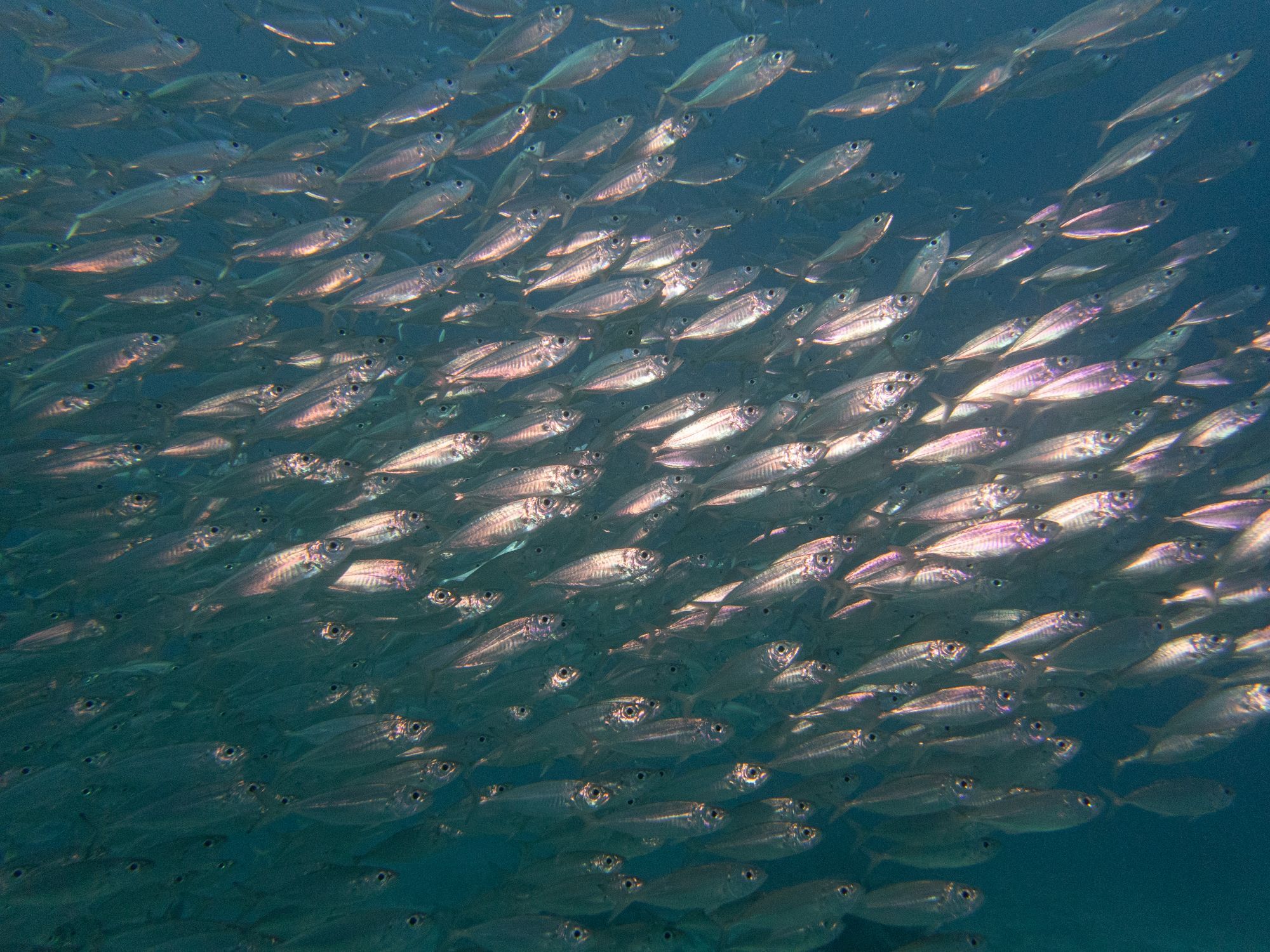 A large school of fish swimming closely together in a "bait ball"