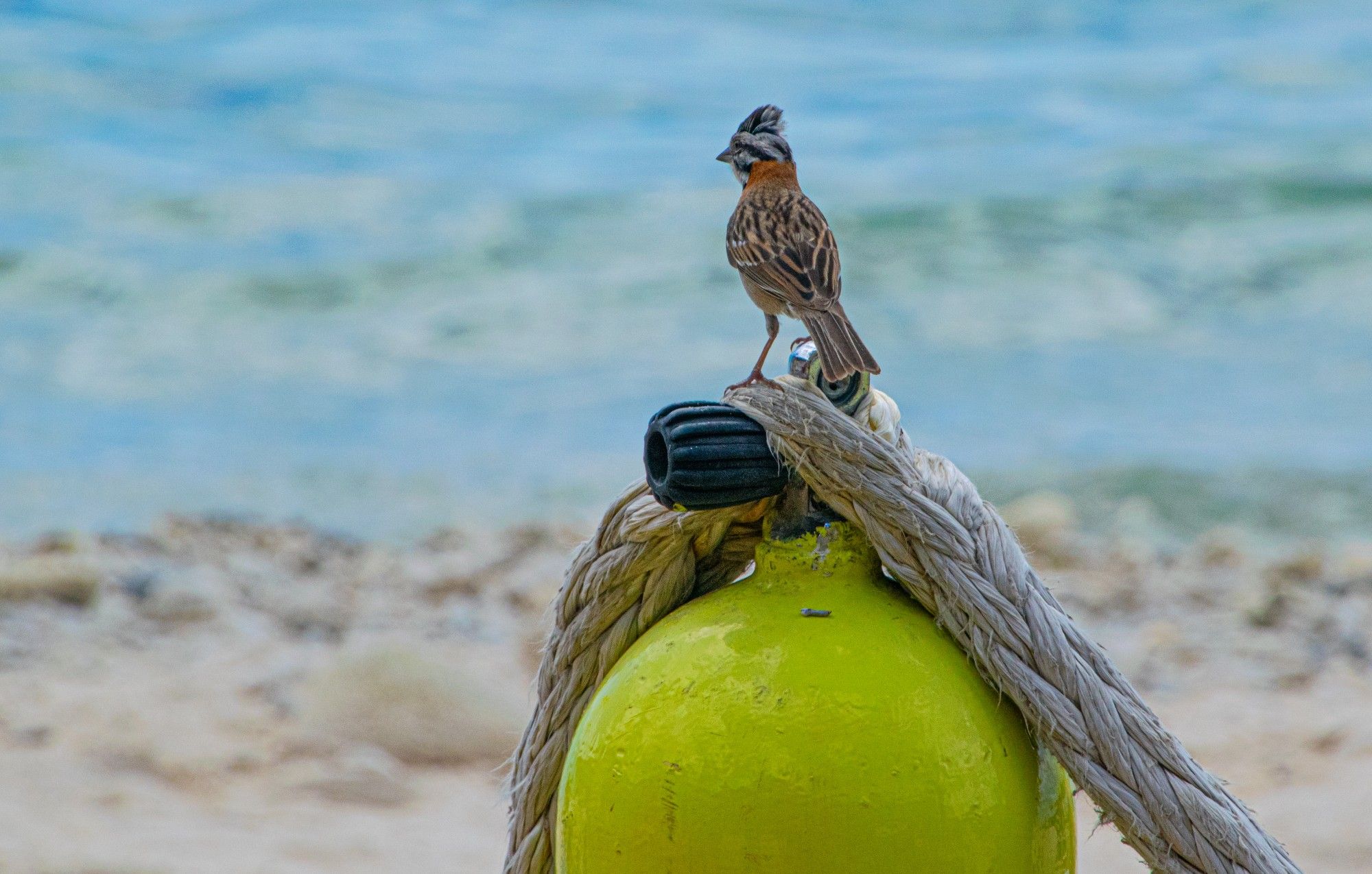 Sparrow (Chonchorogai in Papiamento) standing on top of a dive tank and looking out to the sea.