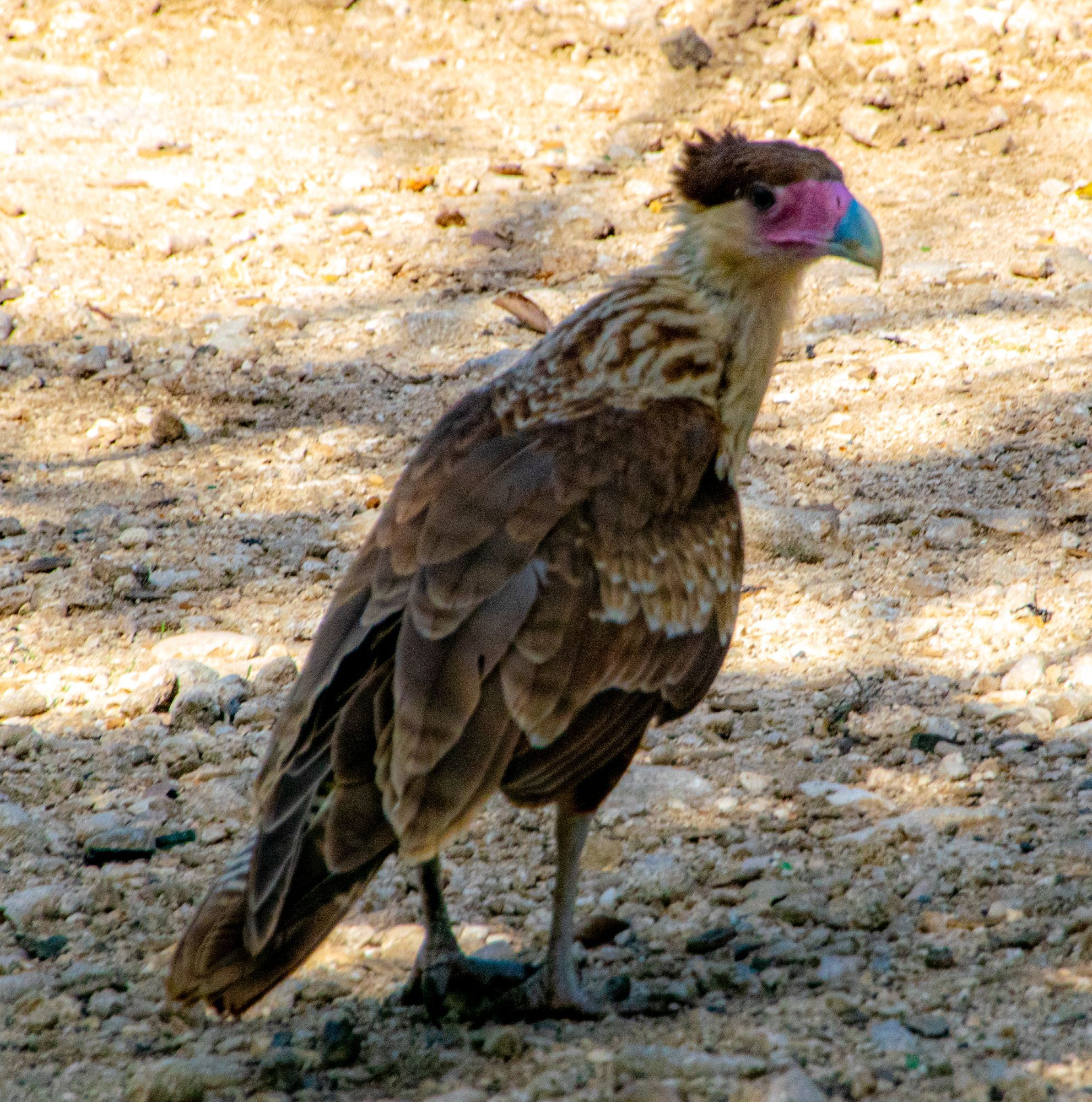 A juvenile Caracara with blue and pink beak looking back toward the camera somewhat sheepishly.