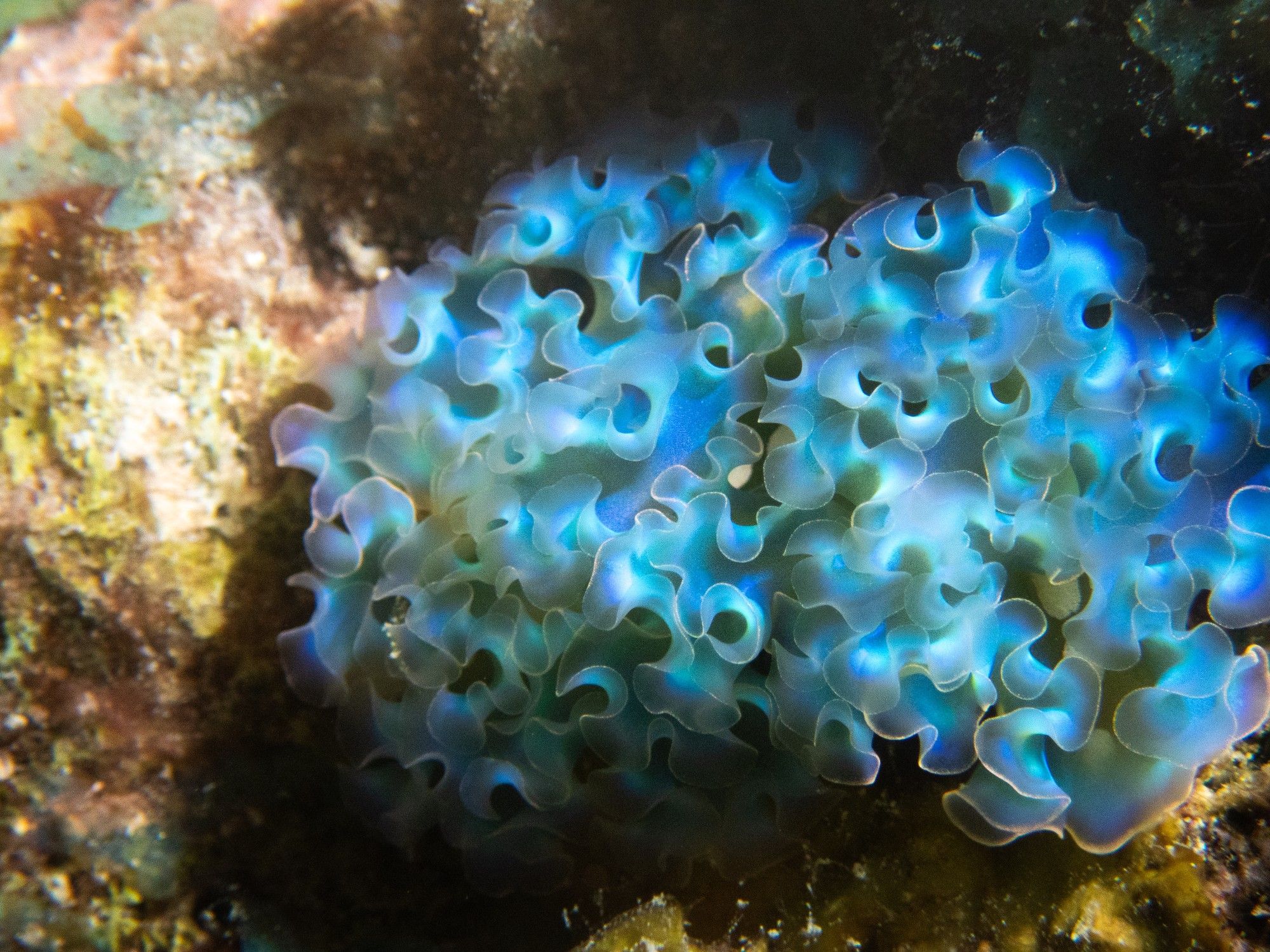 A blue sea slug with curly fringe like body.