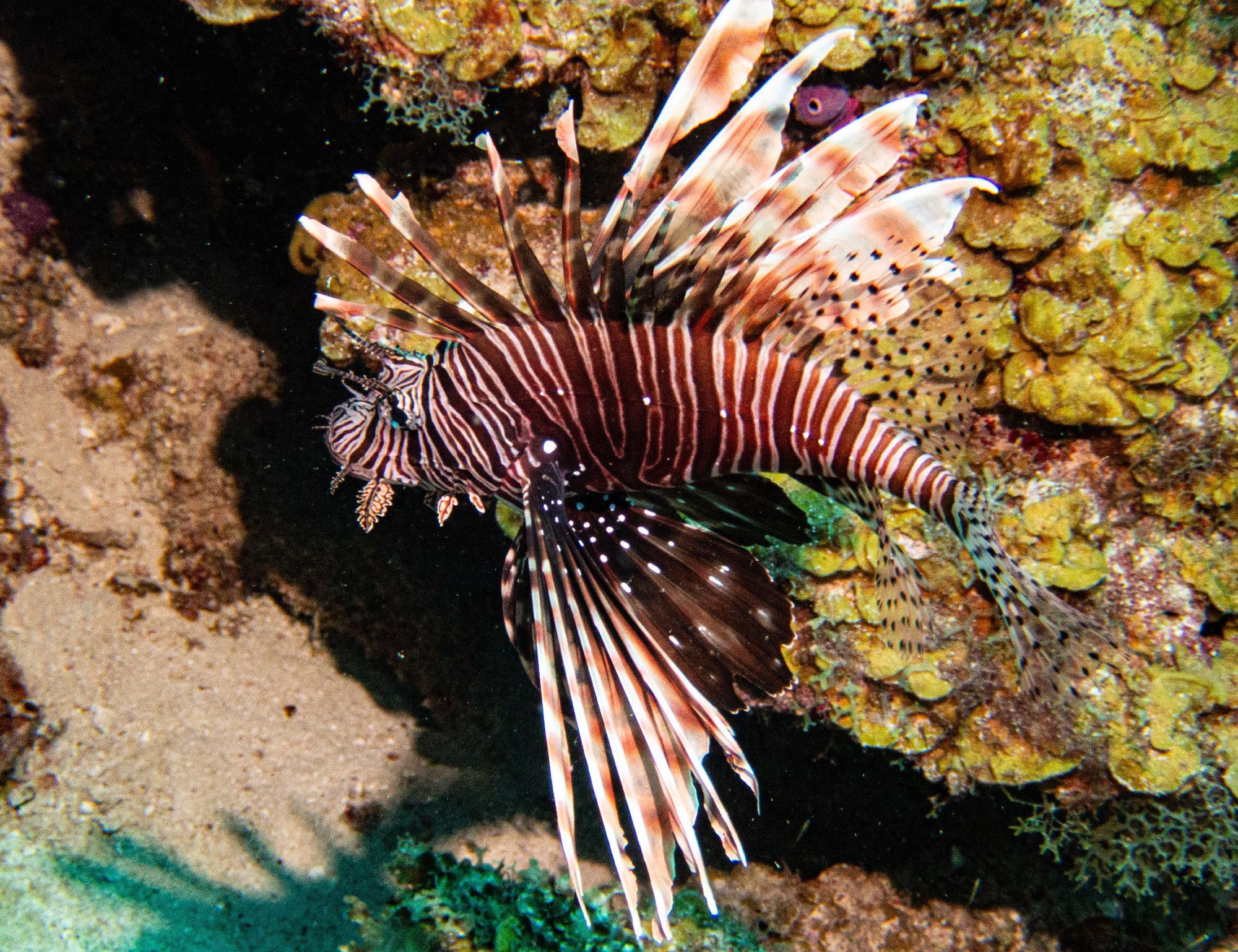 A lion fish with stripes on its body and fins next to coral in Curacao