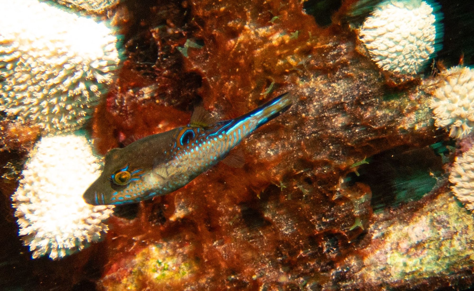 sharp nose puffer darting out of my photo range.