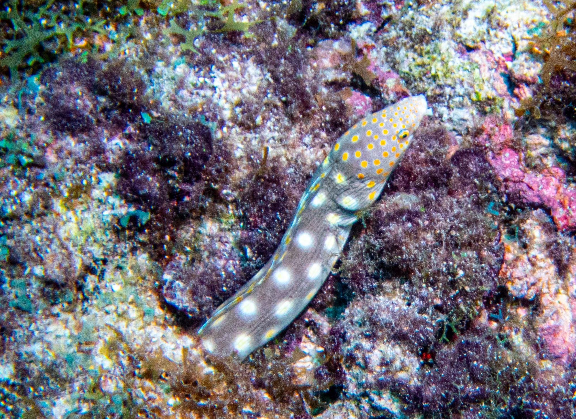 A colorful spotted snake eel in some coral in Curacao