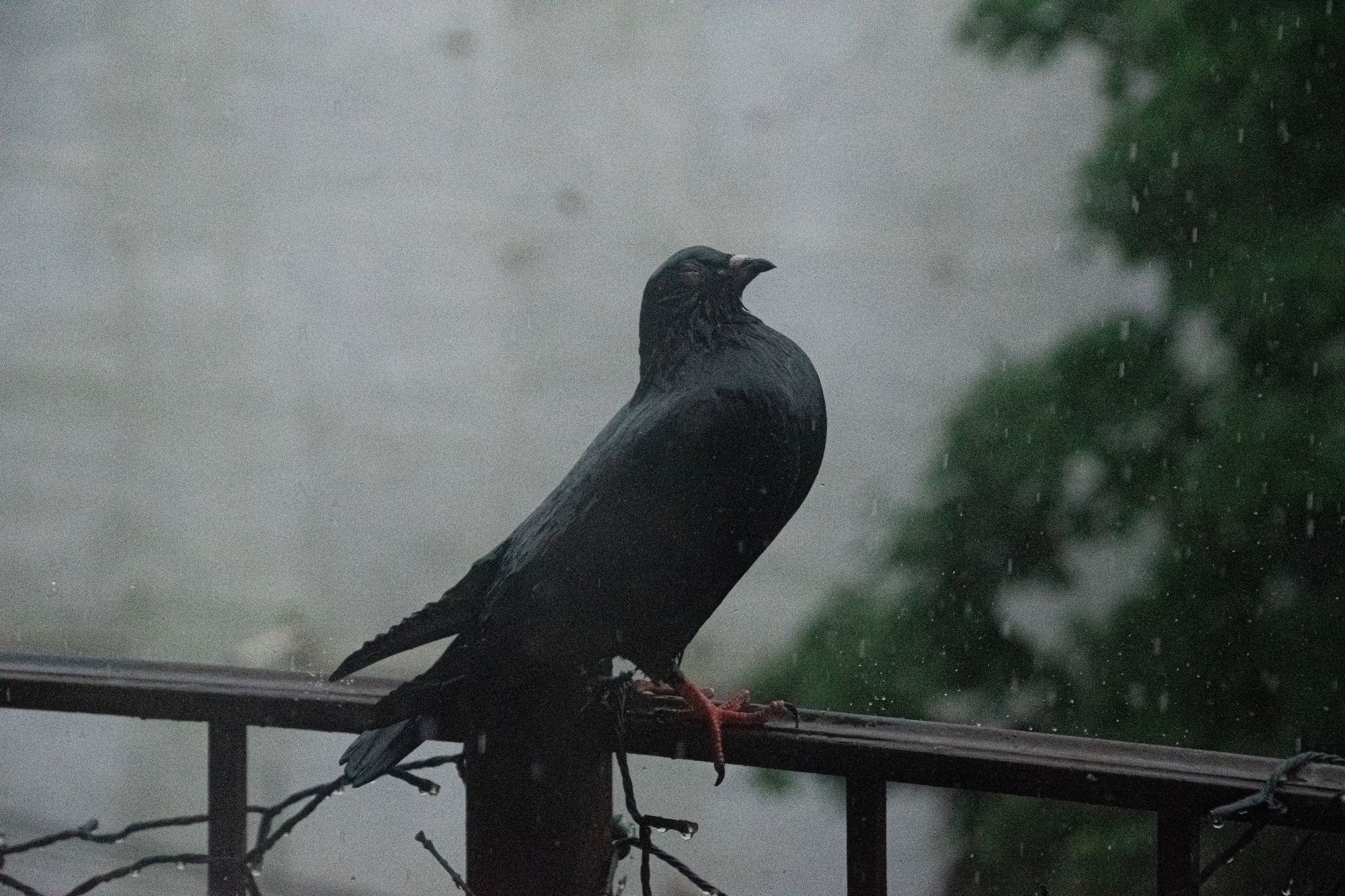 Pigeon standing chest out in the middle of the storm